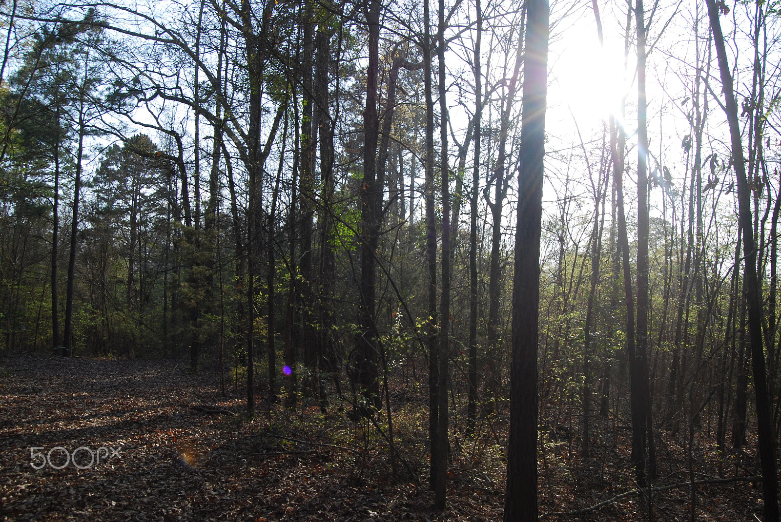 Nikon D40X sample photo. Walk in the woods photography