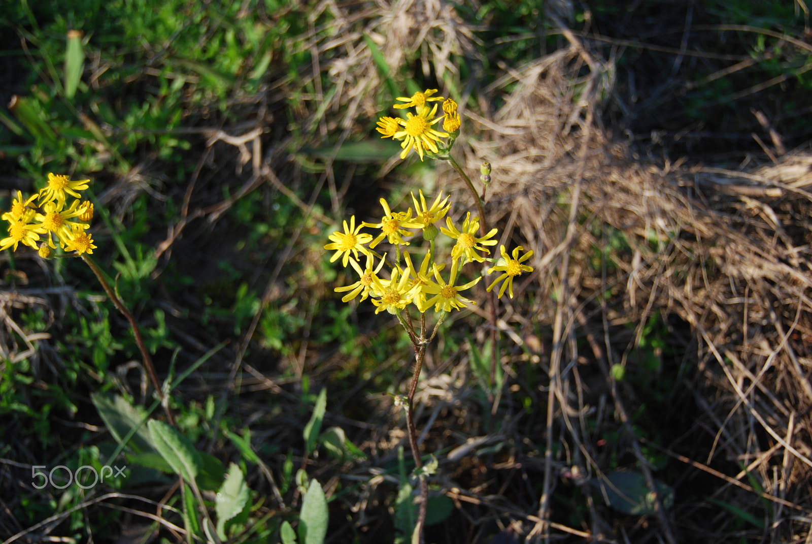 Nikon D40X sample photo. Yellow flowers photography