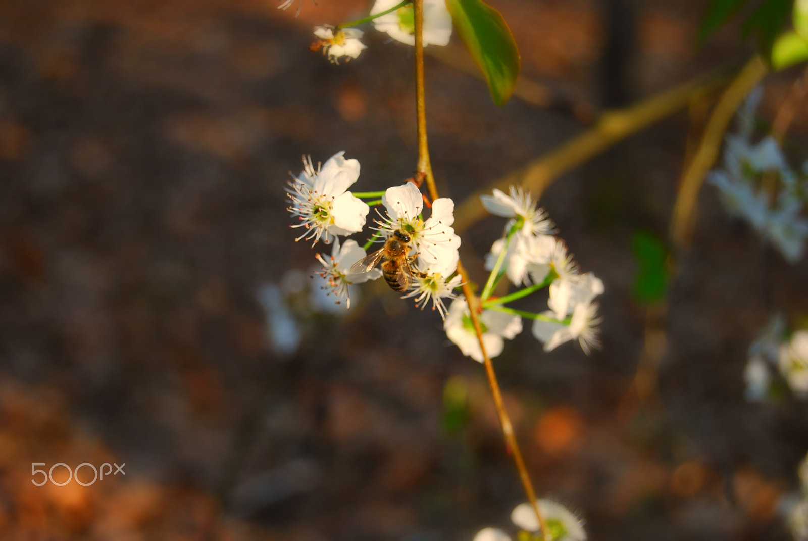 Nikon D40X sample photo. Bee on a dogwood tree petal photography