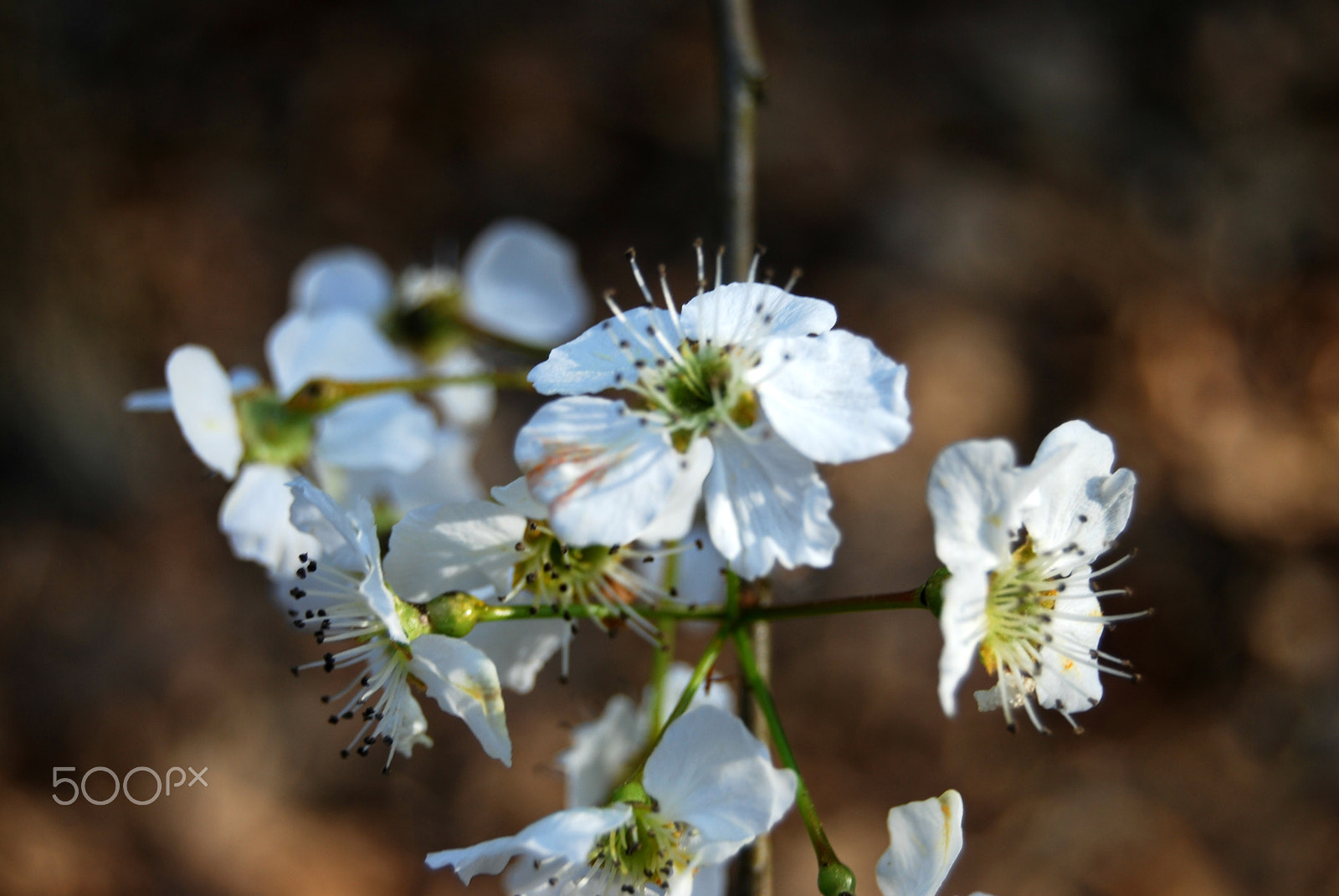 Nikon D40X sample photo. Dogwood tree bloom photography