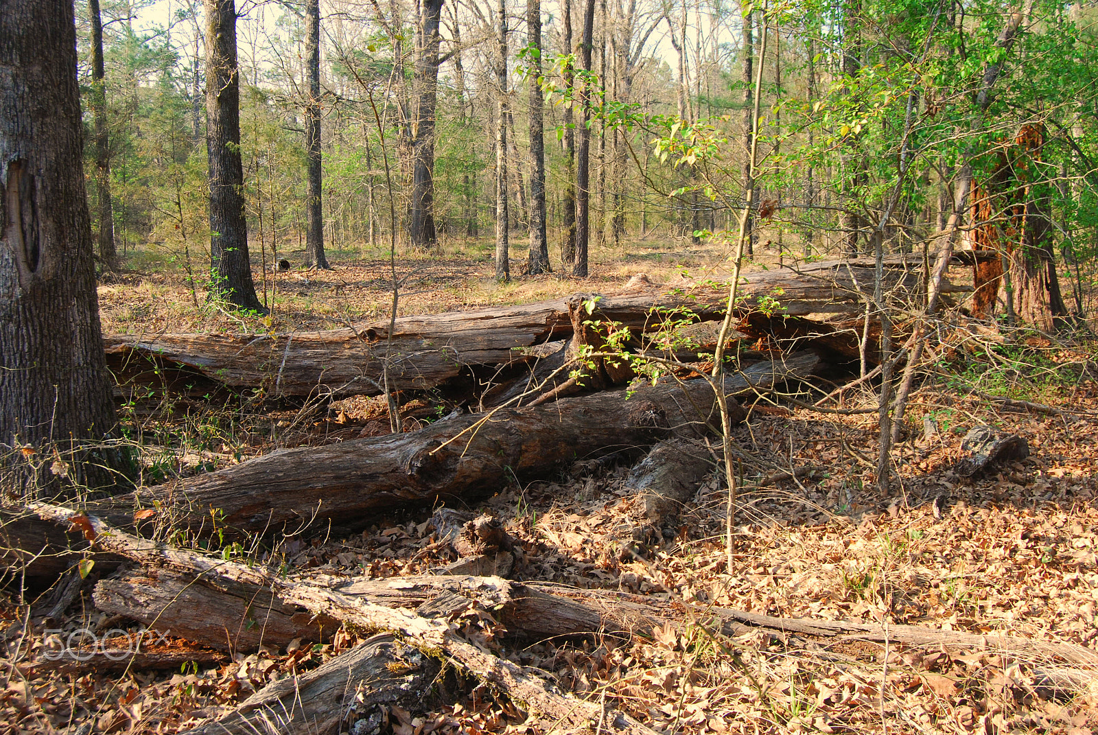Nikon D40X sample photo. Walk in the woods photography