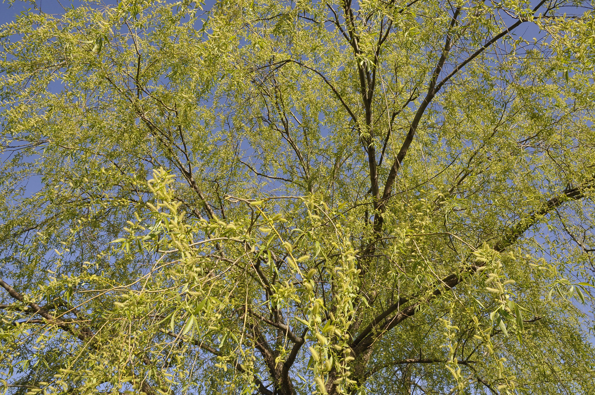 Nikon D90 sample photo. Spring sunny day- 2.04.2017 photography