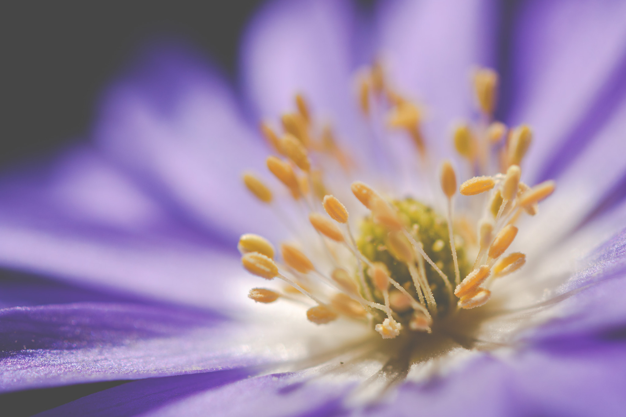 Canon EOS 70D sample photo. Anemone centre photography