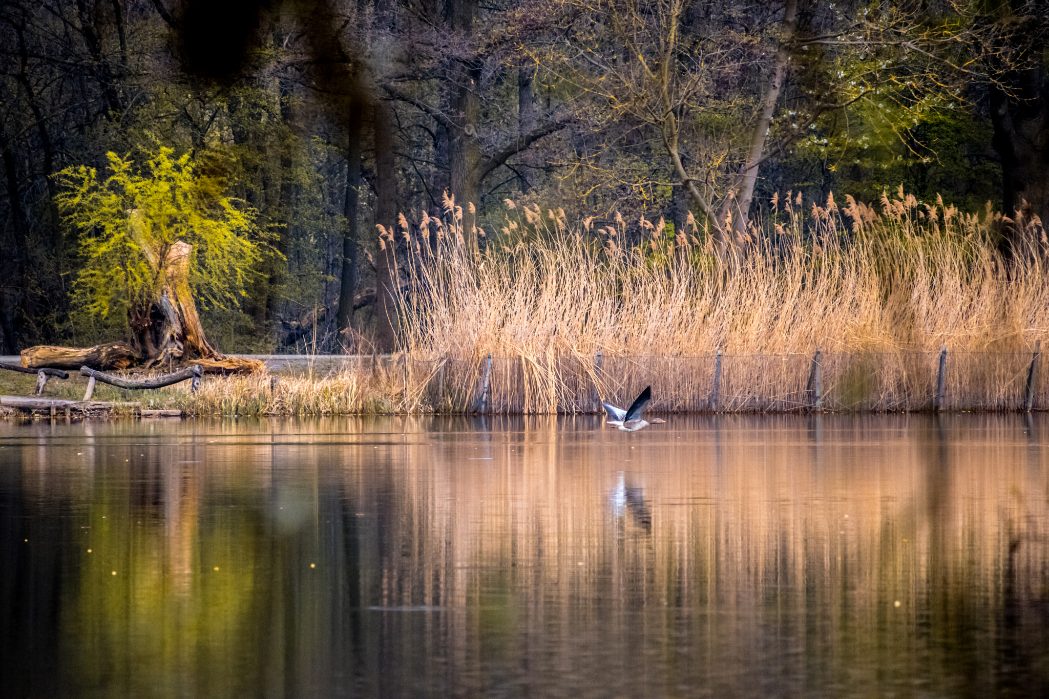Canon EF-S 55-250mm F4-5.6 IS STM sample photo. Img photography