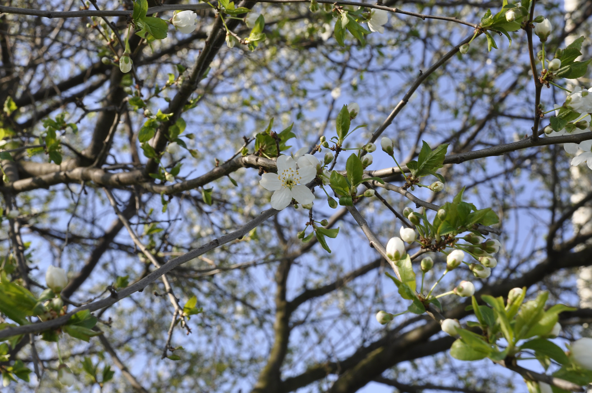 Nikon D90 sample photo. Spring sunny day- 2.04.2017 photography
