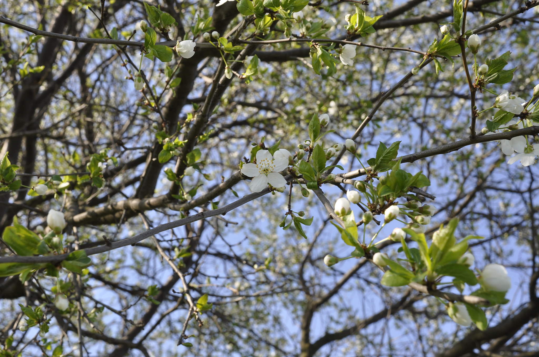 Nikon D90 sample photo. Spring sunny day- 2.04.2017 photography