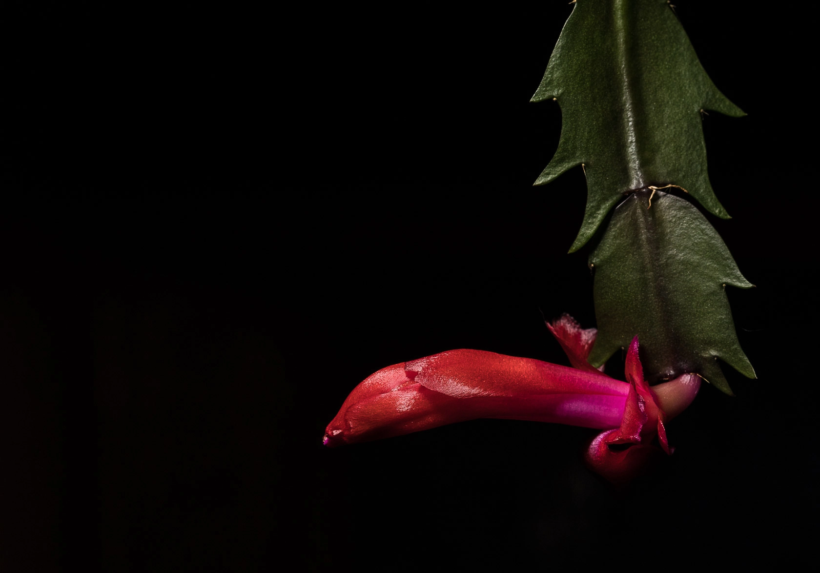 Canon EF 100mm F2.8 Macro USM sample photo. Christmas cactus photography