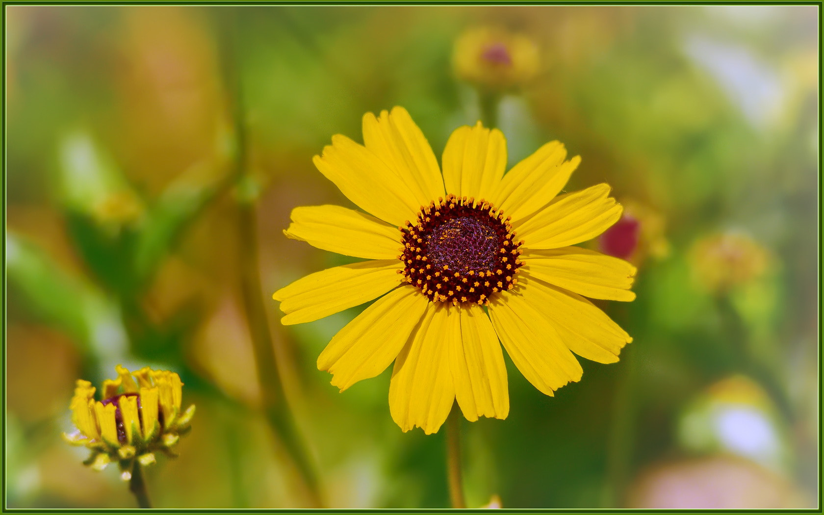 Nikon D750 sample photo. Beaming bush sunflower photography