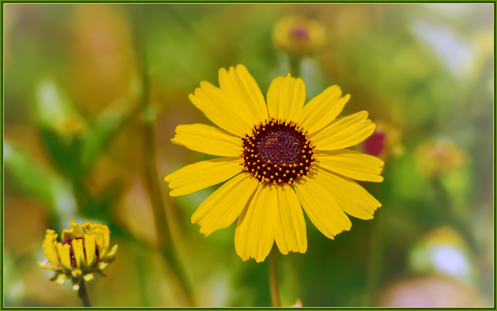 Sigma 120-400mm F4.5-5.6 DG OS HSM sample photo. Beaming bush sunflower photography