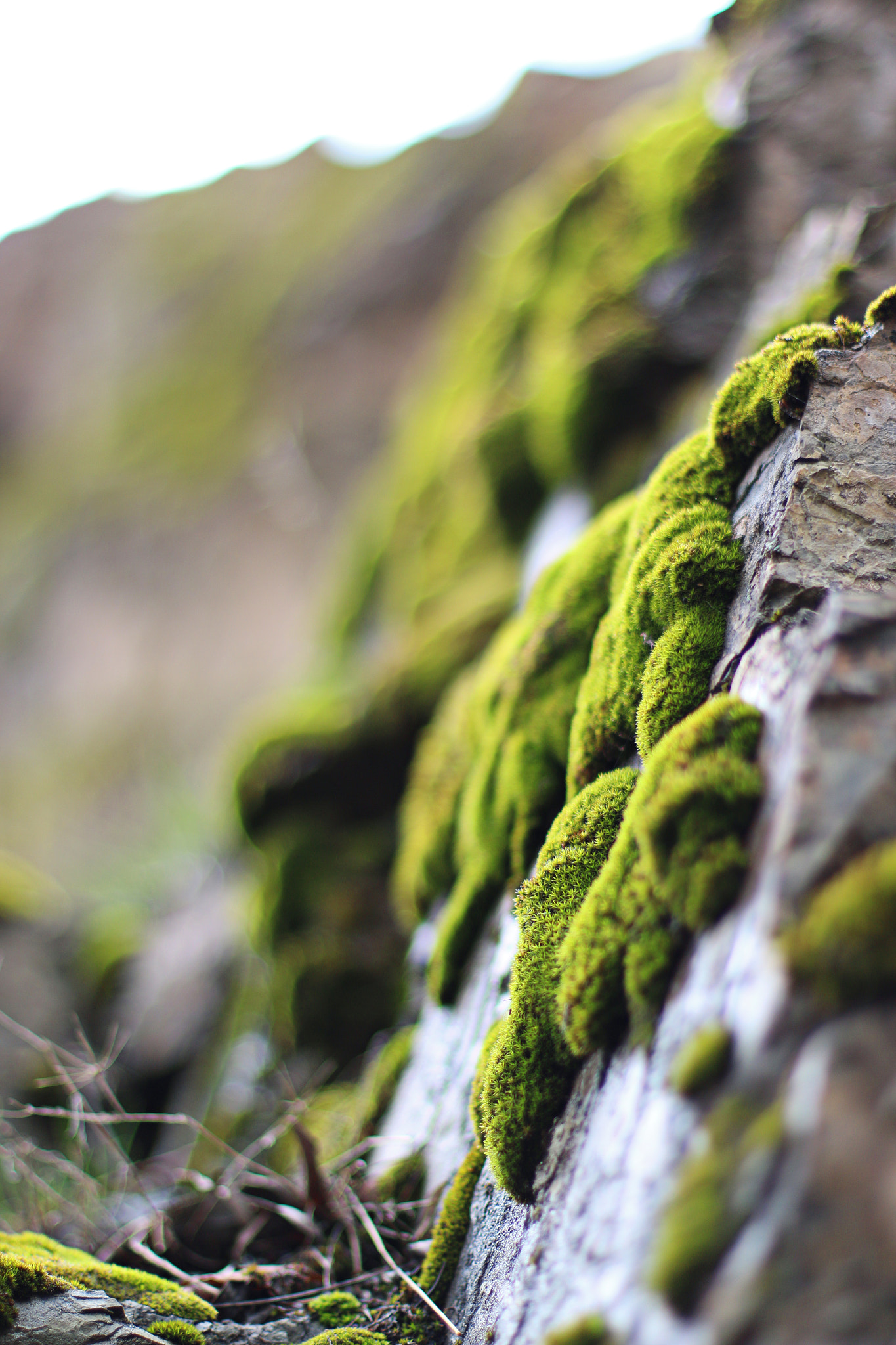 Canon EOS 70D sample photo. Moss closeup photography