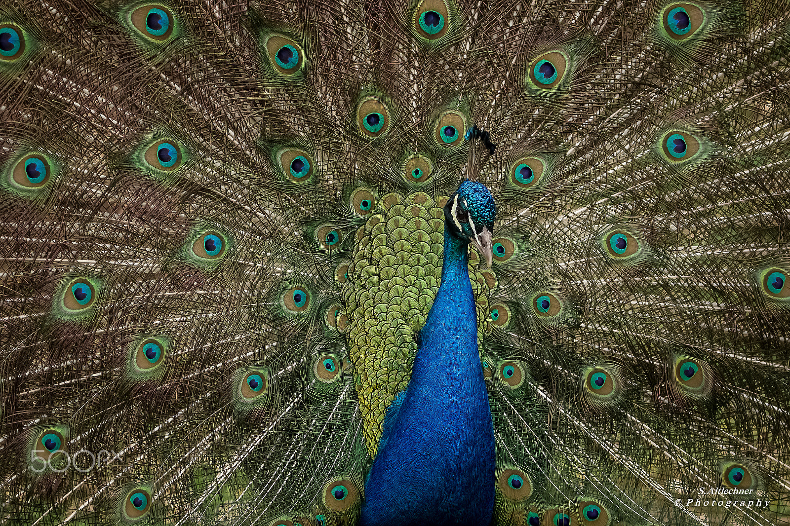 Tamron SP 150-600mm F5-6.3 Di VC USD sample photo. The peacock photography