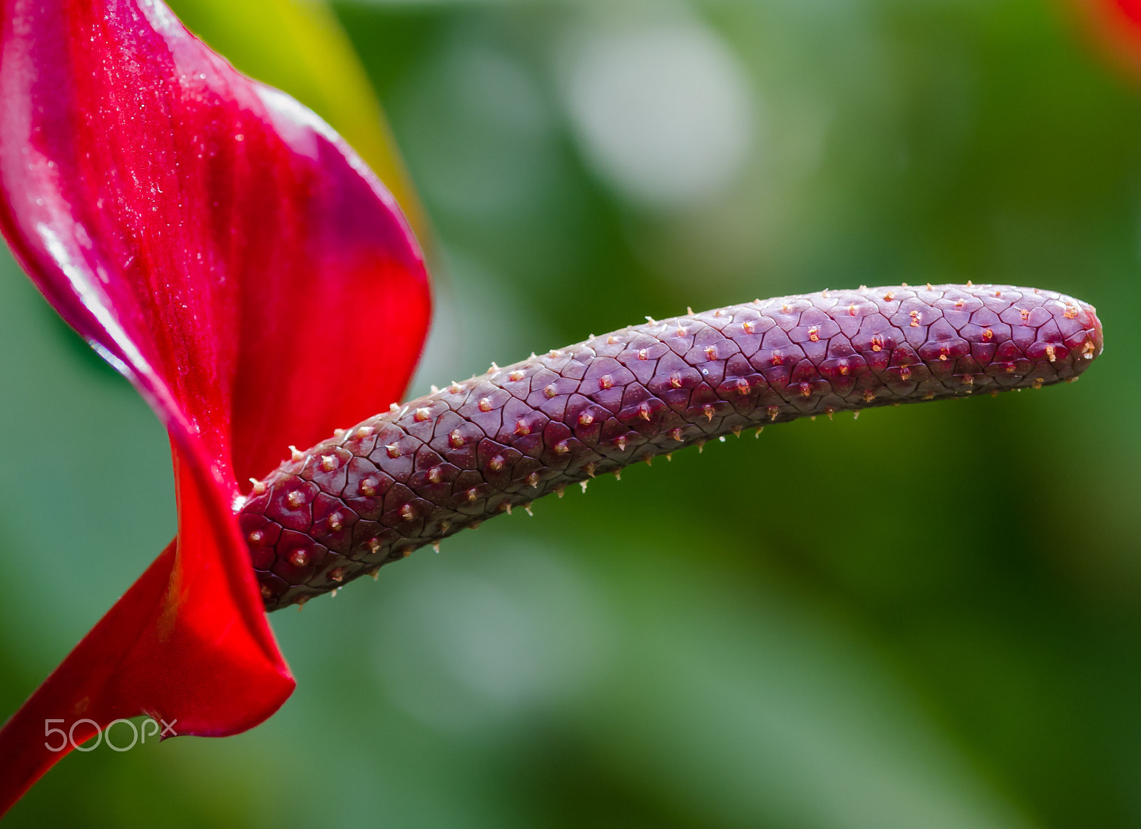 Nikon AF-S Micro-Nikkor 105mm F2.8G IF-ED VR sample photo. Flower3333 photography