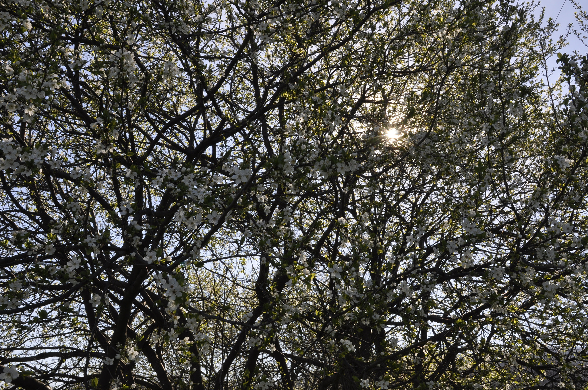 Nikon D90 sample photo. Spring sunny day- 2.04.2017 photography