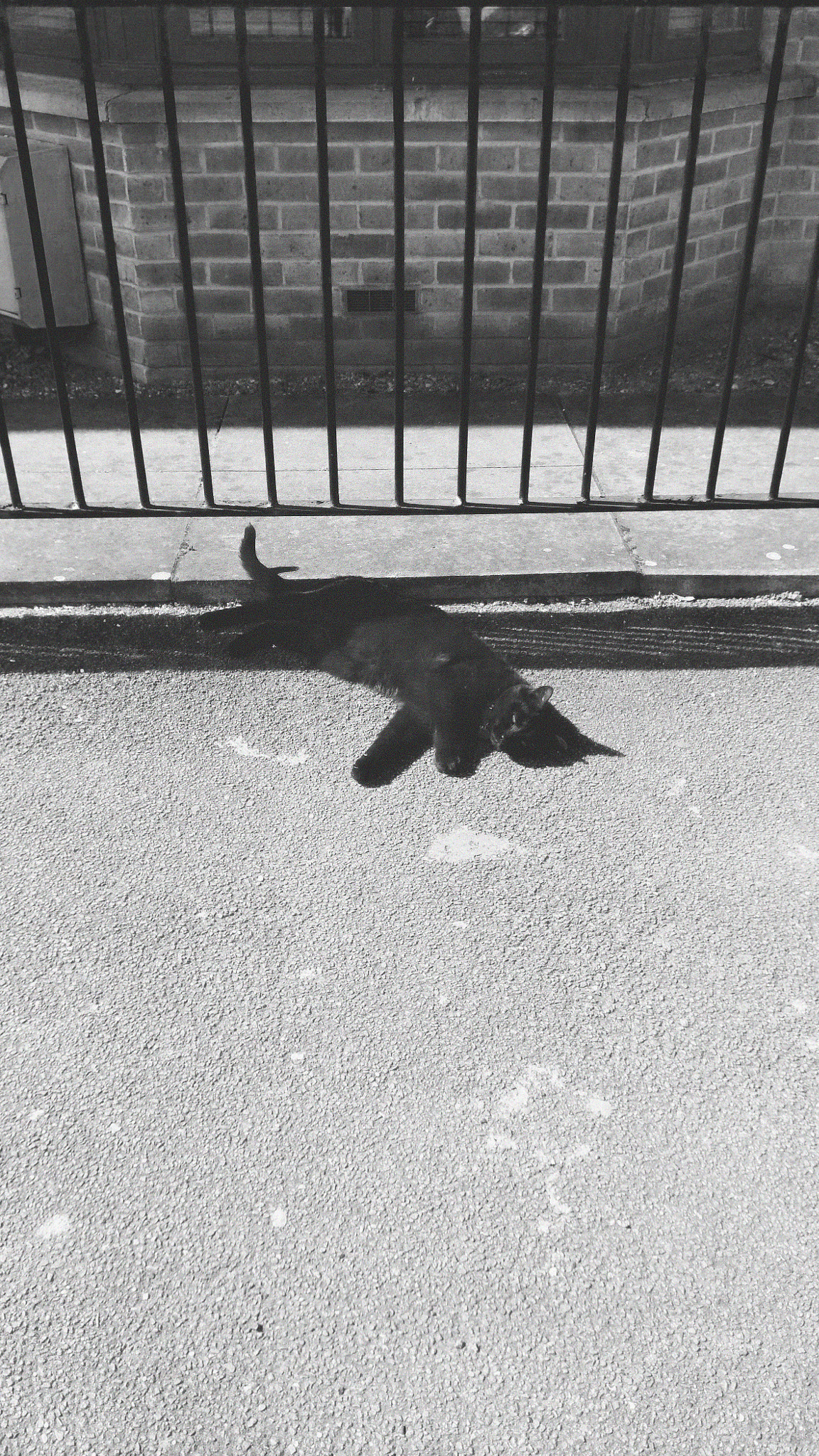 HTC ONE A9 sample photo. Peckats / the peckham cats / cat #6 photography