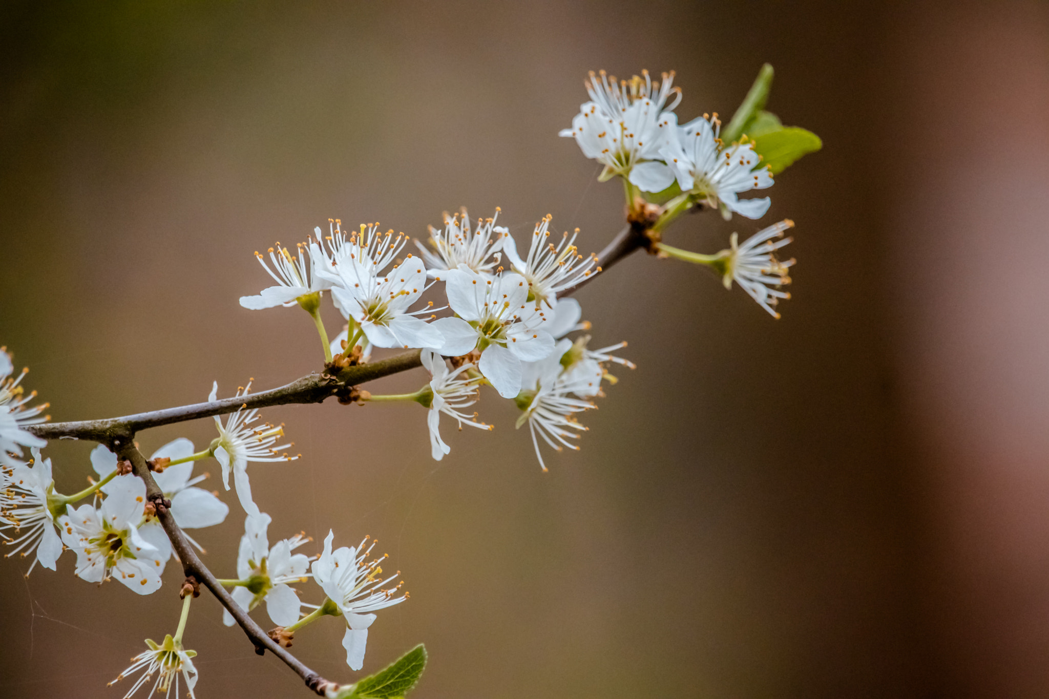 Canon EF-S 55-250mm F4-5.6 IS STM sample photo. Img photography