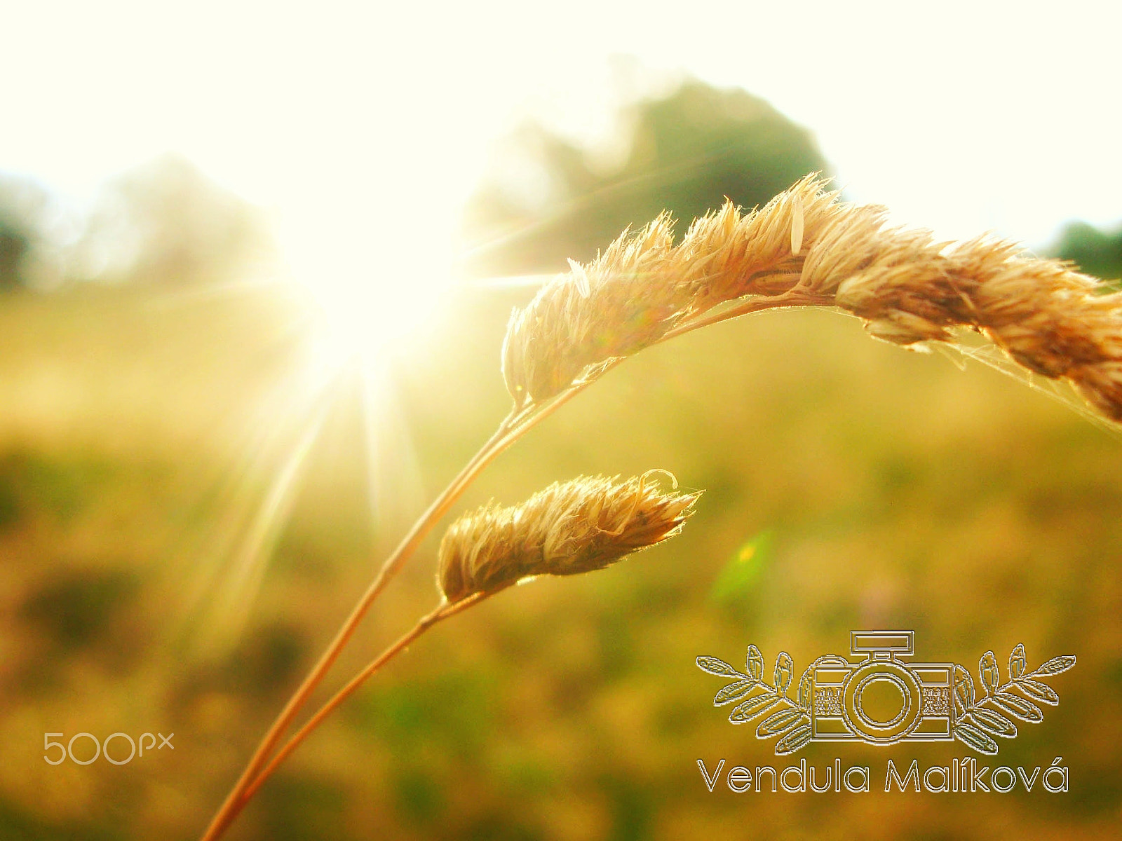 Canon POWERSHOT G7 sample photo. Grain photography