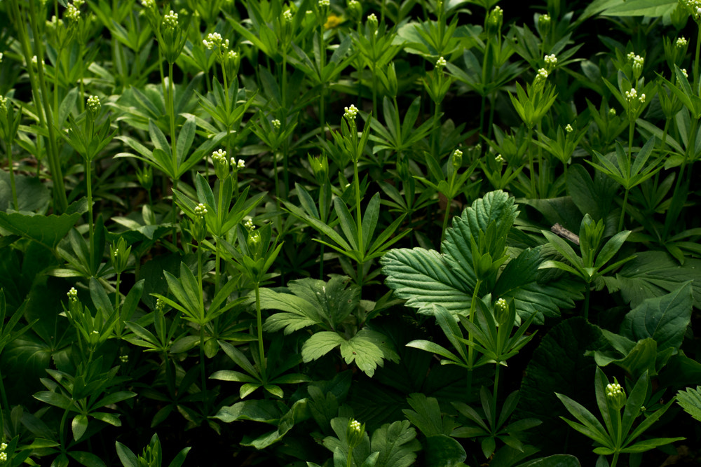 Nikon AF-S Nikkor 50mm F1.8G sample photo. Forest photography