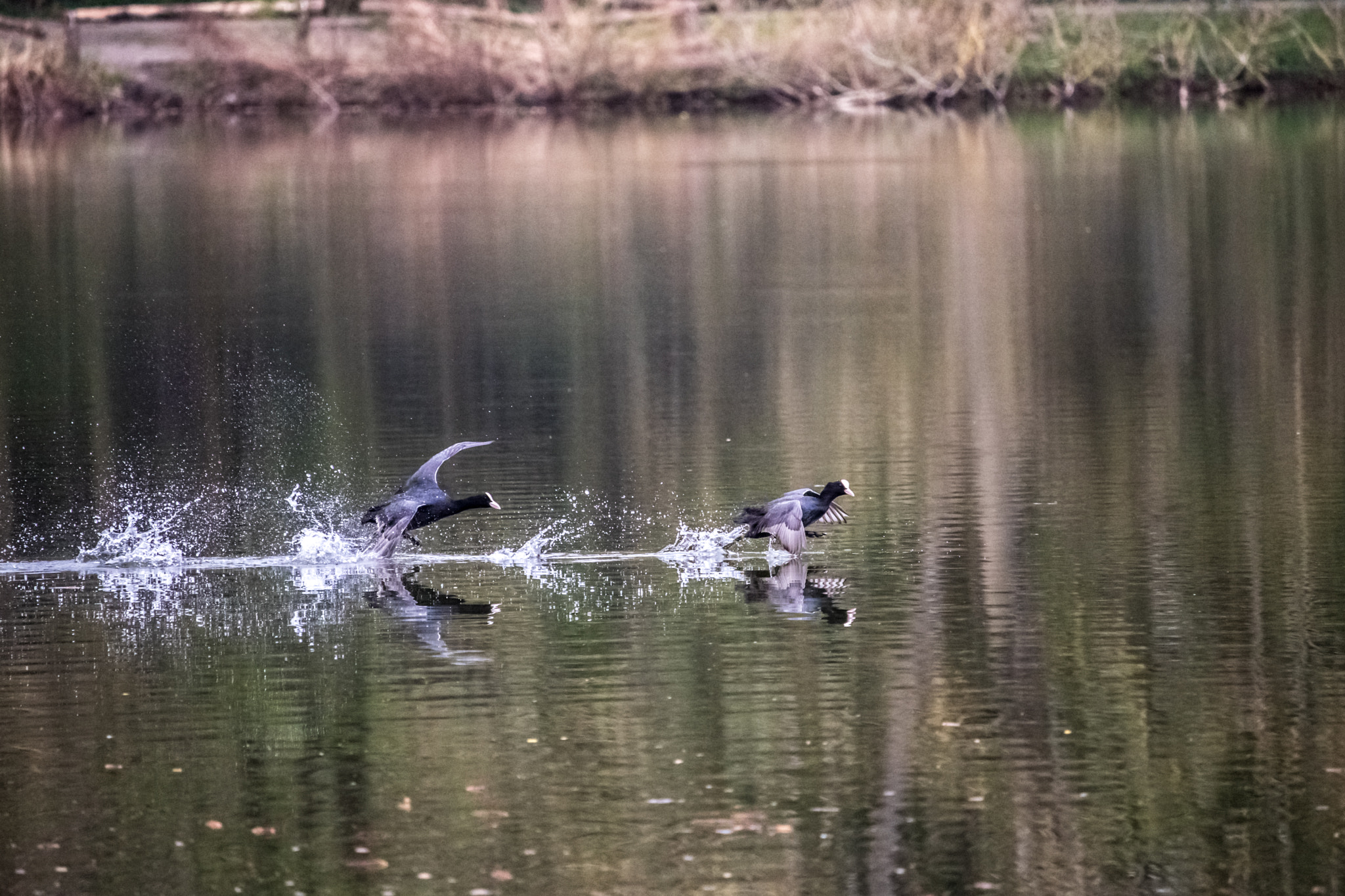Canon EF-S 55-250mm F4-5.6 IS STM sample photo. Img photography