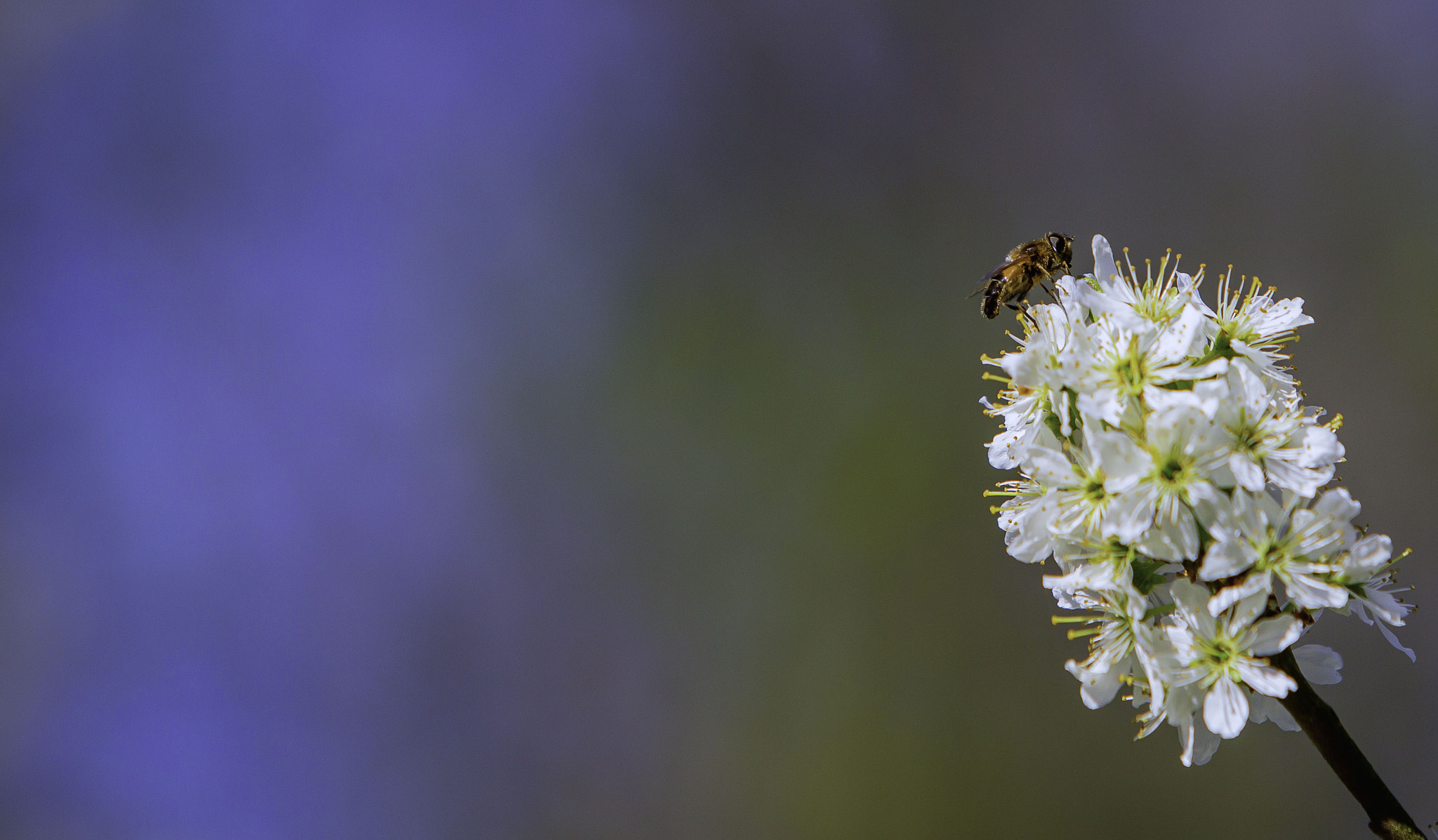 Canon EOS 6D + Canon EF 70-200mm F2.8L IS USM sample photo. Bee on a flower photography