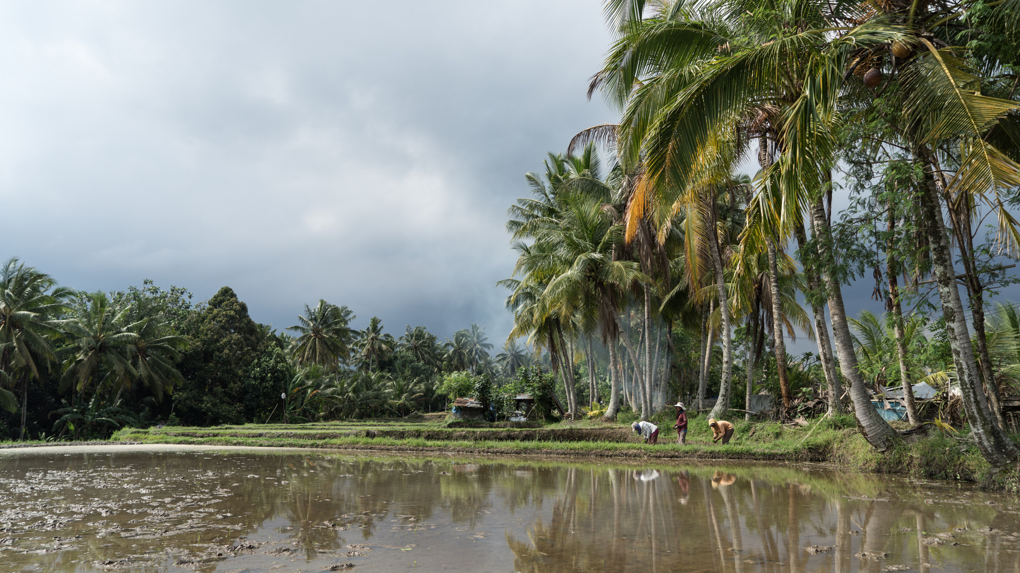 Sony a7R + Sony Vario Tessar T* FE 24-70mm F4 ZA OSS sample photo. Farmers in bali photography