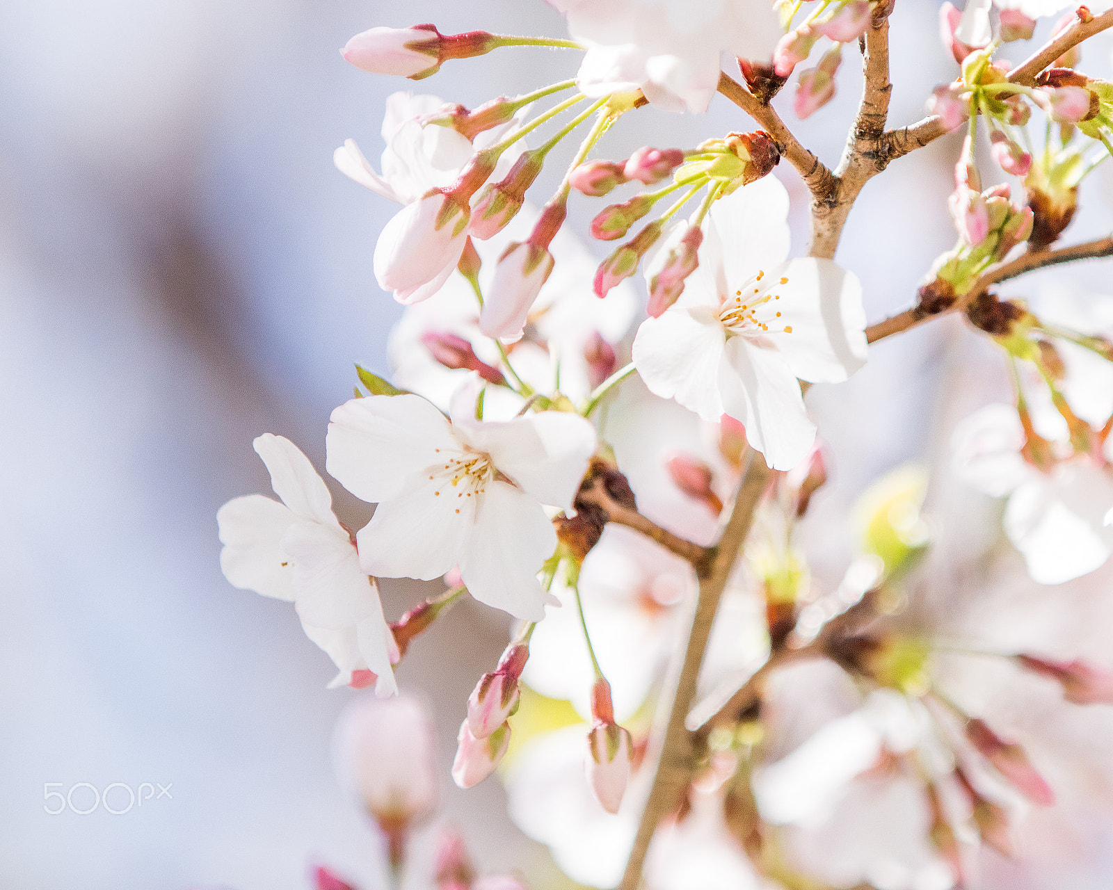 Canon EF 70-200mm F2.8L IS II USM sample photo. Flowering tree xratio photography