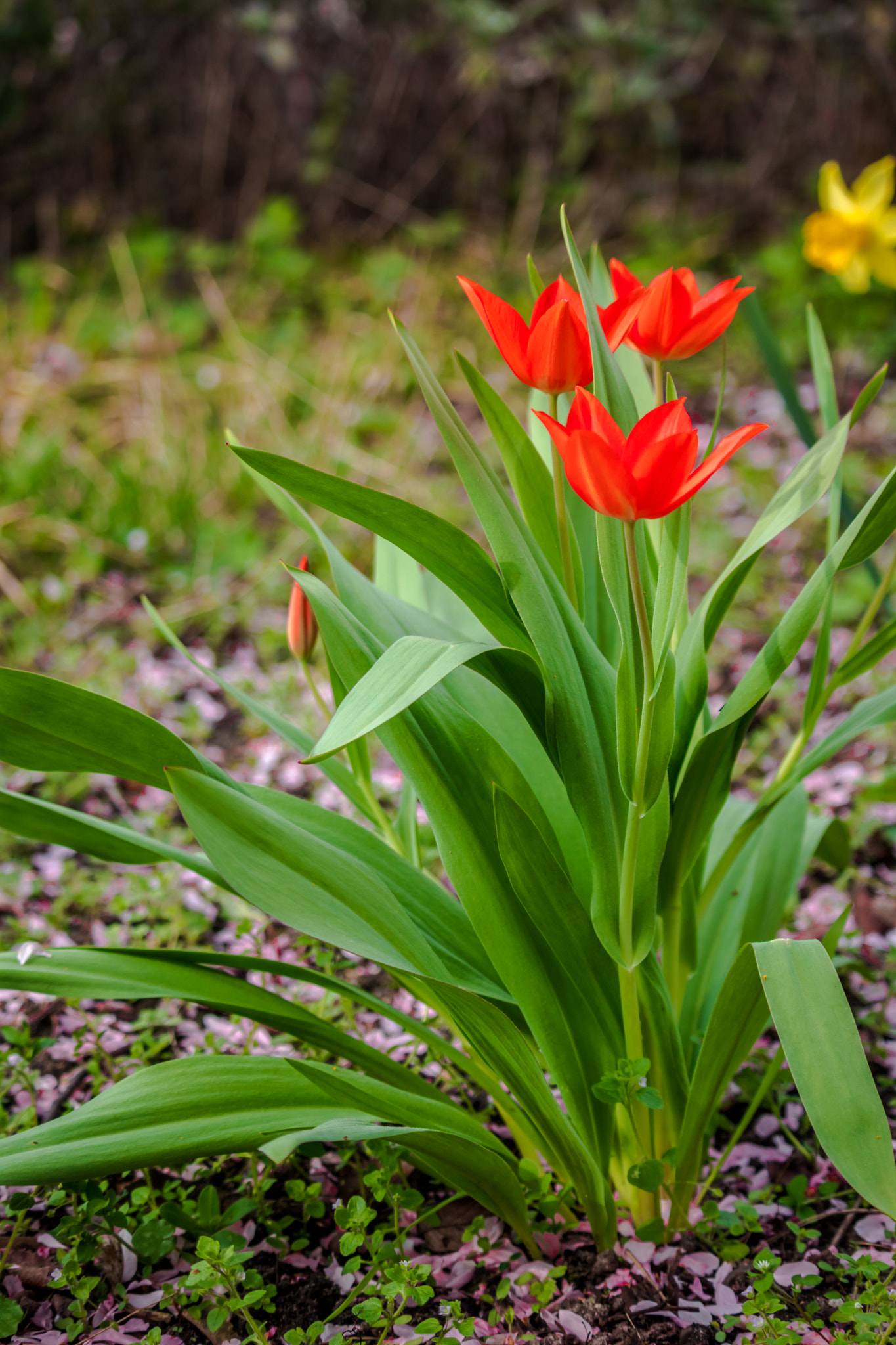 Canon EF-S 55-250mm F4-5.6 IS STM sample photo. Img photography
