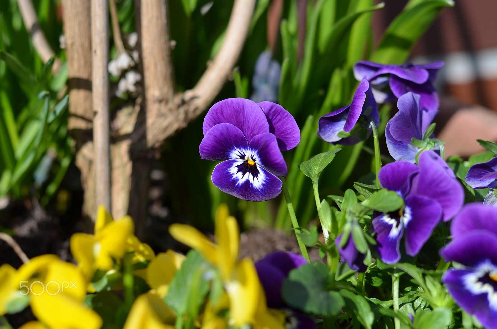 Nikon D5100 + Nikon AF-S Nikkor 50mm F1.8G sample photo. Hornveilchen photography