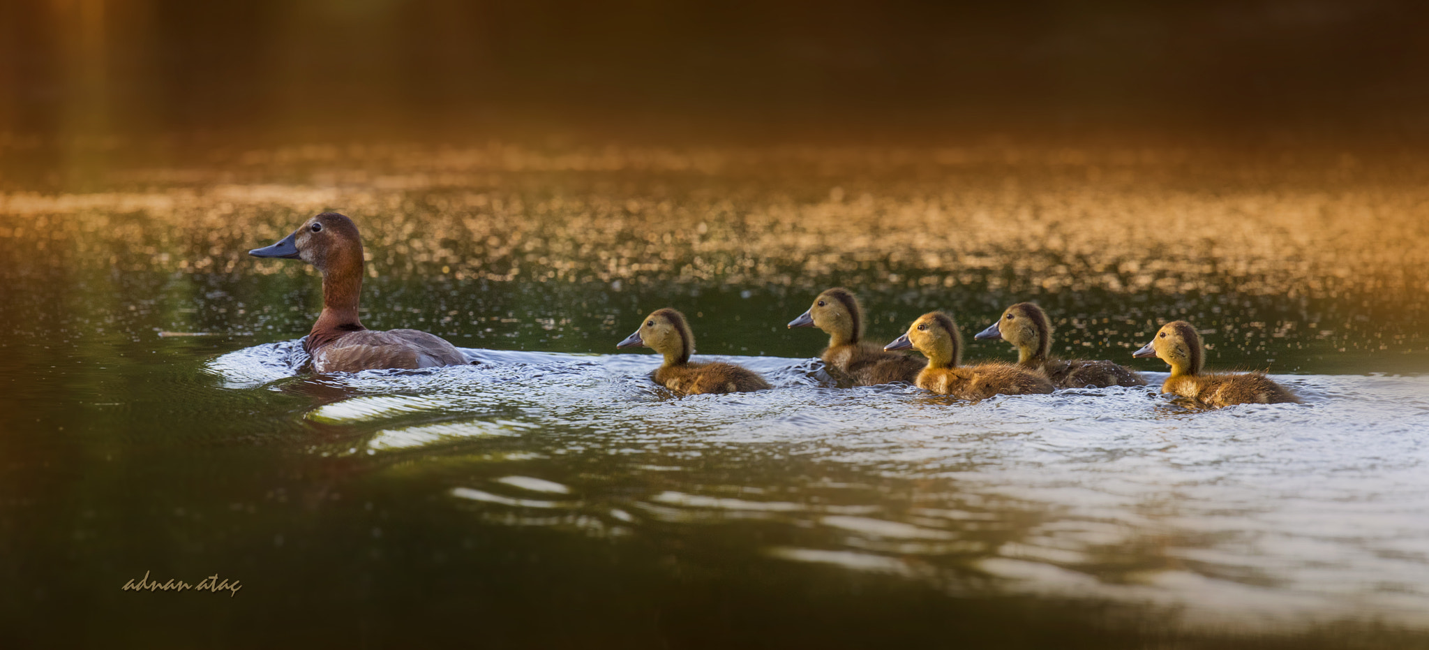 Sigma 150-600mm F5-6.3 DG OS HSM | S sample photo. Elmabaş patka - common pochard - aythya ferina photography
