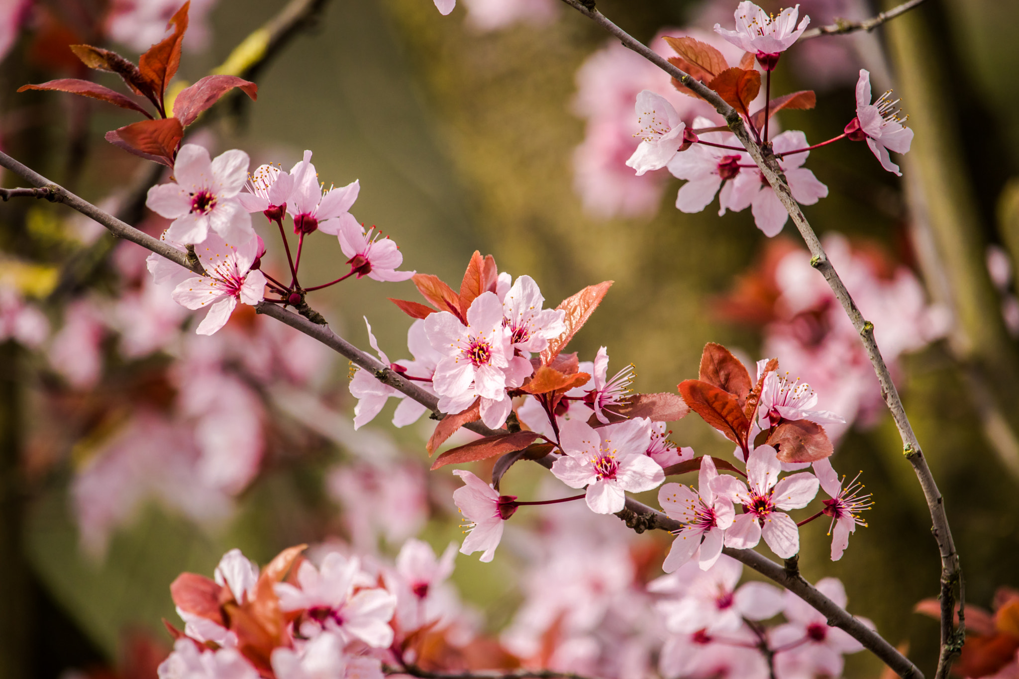 Canon EF-S 55-250mm F4-5.6 IS STM sample photo. Img photography