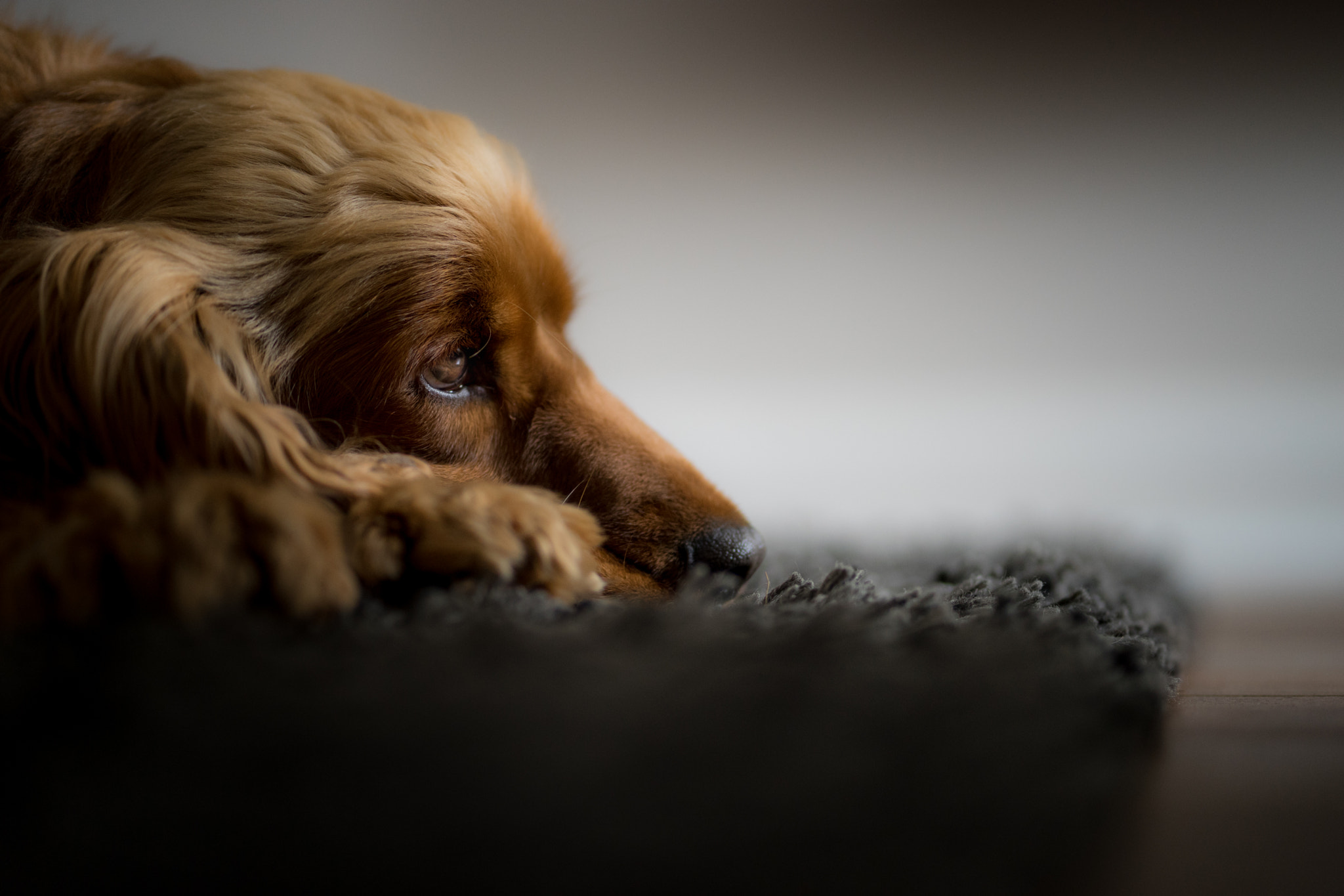 Sony a7 + Sony FE 85mm F1.8 sample photo. >>> contemplation <<< photography