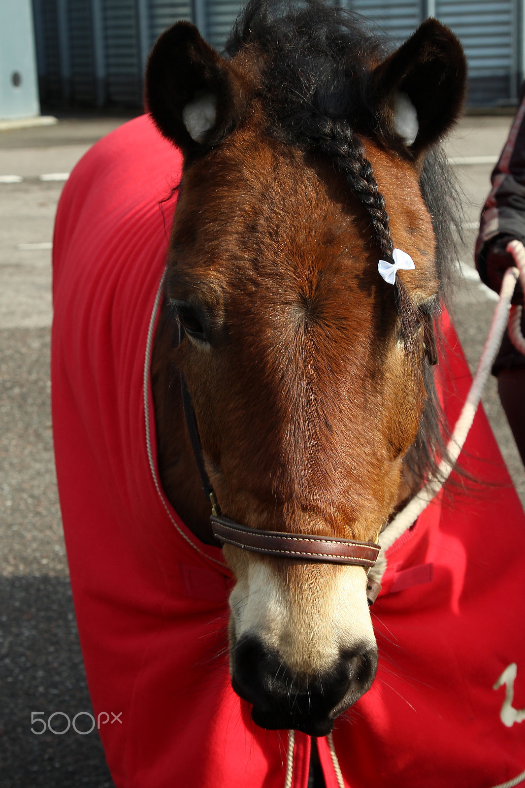 Canon EOS 1200D (EOS Rebel T5 / EOS Kiss X70 / EOS Hi) + Canon EF 24-105mm F4L IS USM sample photo. Racehorse photography