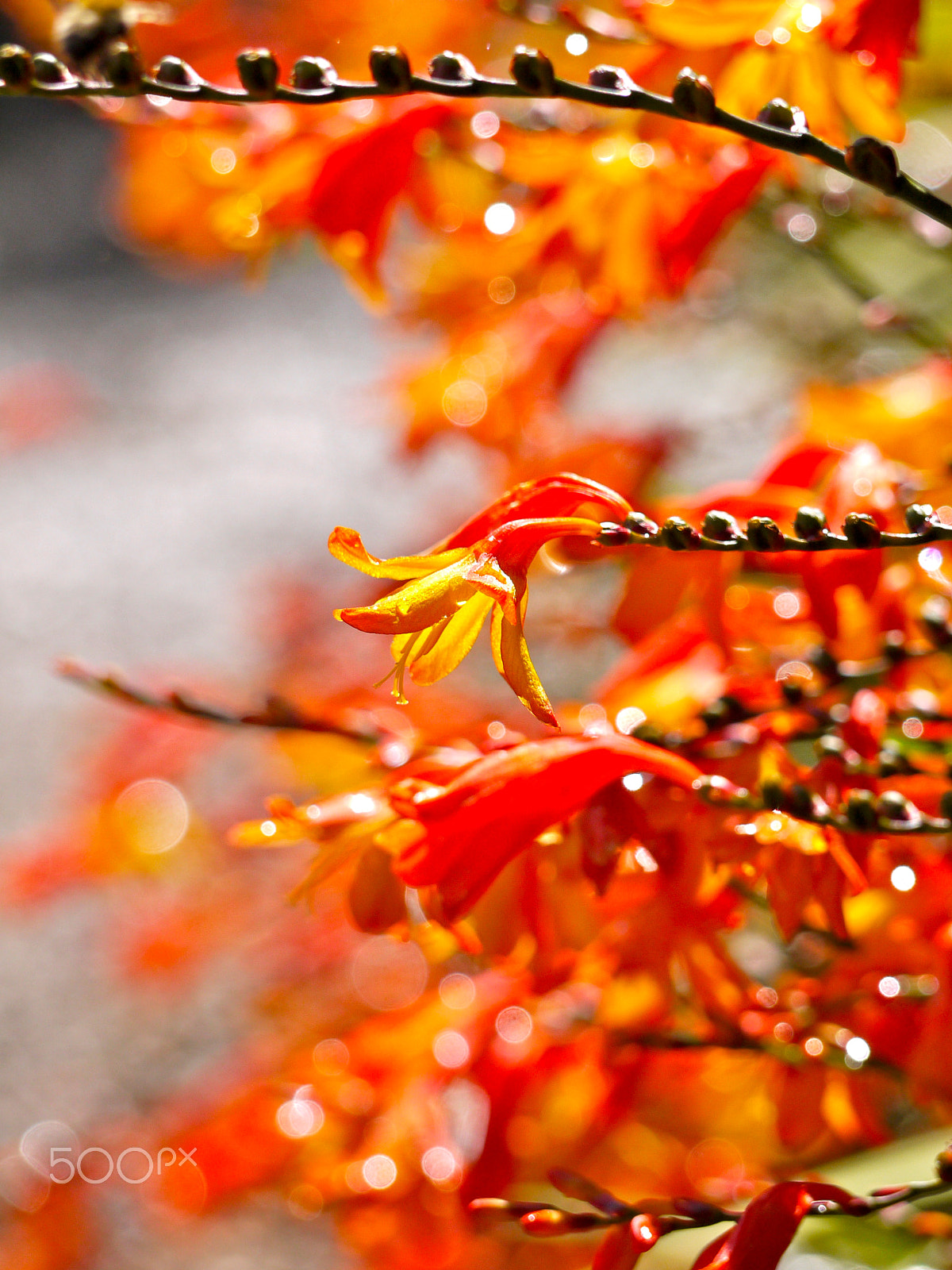 Panasonic Lumix DMC-G1 sample photo. Summer flowers photography