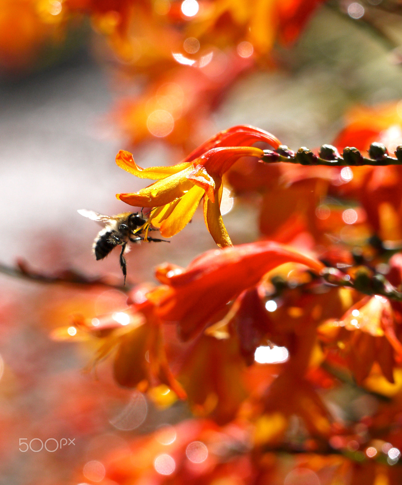 Panasonic Lumix G Vario 45-200mm F4-5.6 OIS sample photo. Summer flowers photography