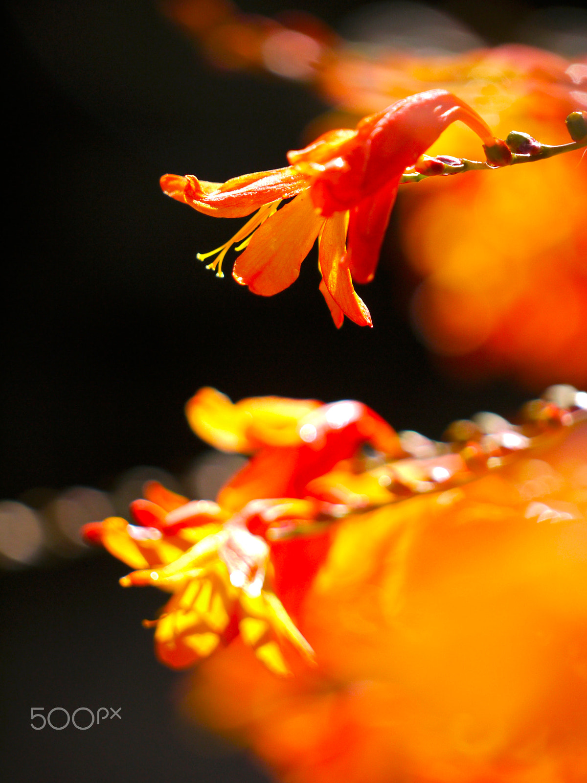 Panasonic Lumix G Vario 45-200mm F4-5.6 OIS sample photo. Summer flowers photography