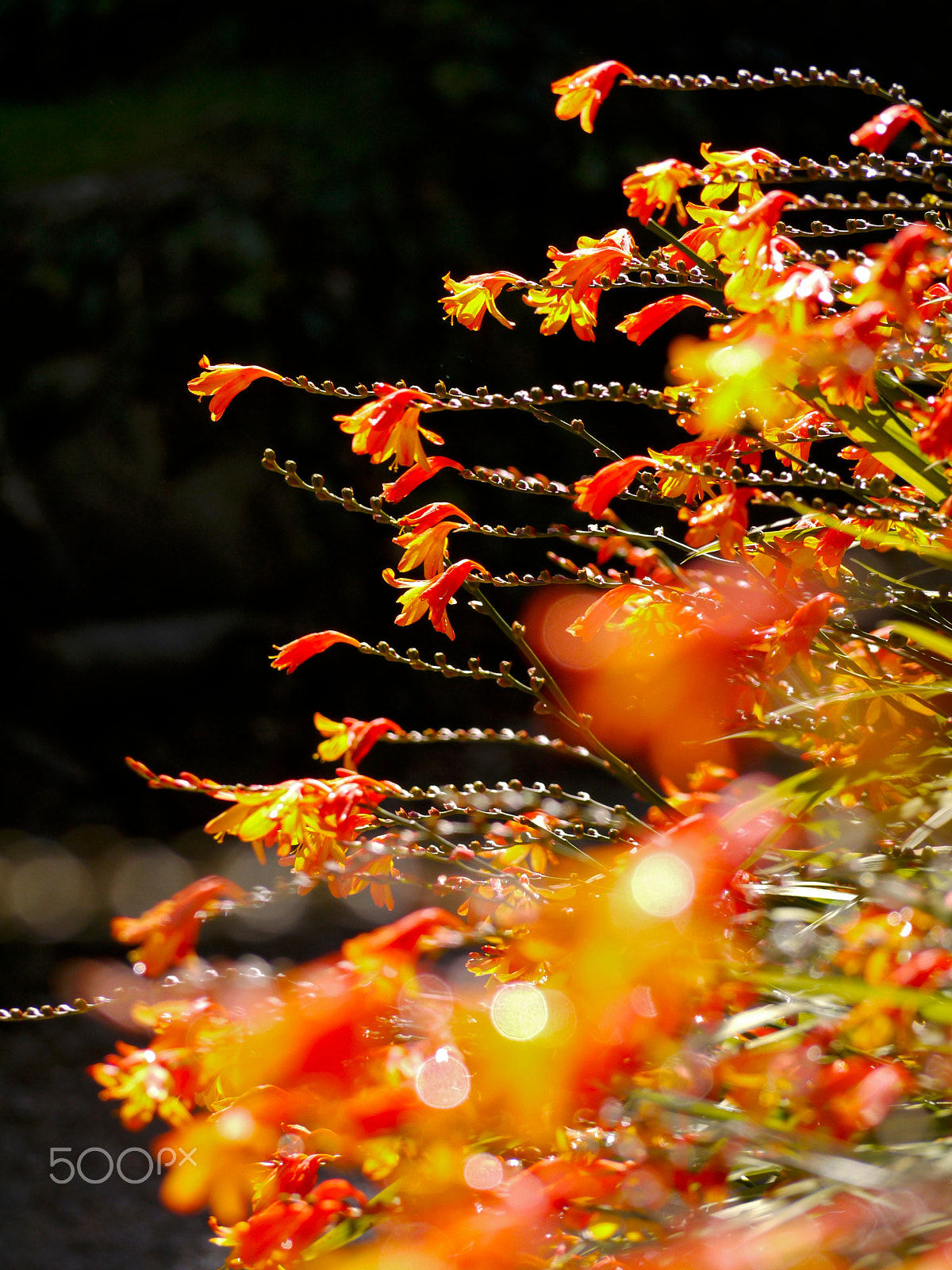 Panasonic Lumix DMC-G1 + Panasonic Lumix G Vario 45-200mm F4-5.6 OIS sample photo. Summer flowers photography