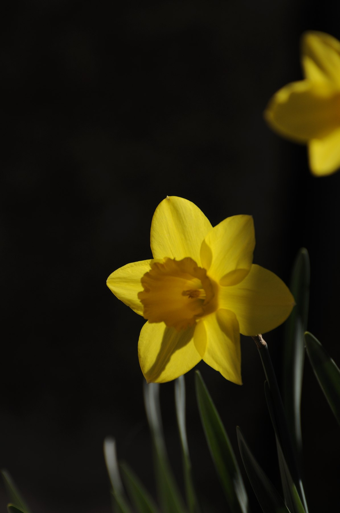 Nikon D90 sample photo. Jonquilles de mon jardin - ombre et lumière photography