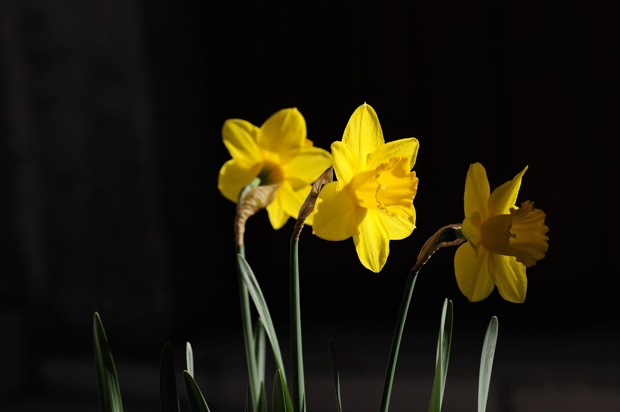 Nikon D90 sample photo. Jonquilles de mon jardin - contraste photography