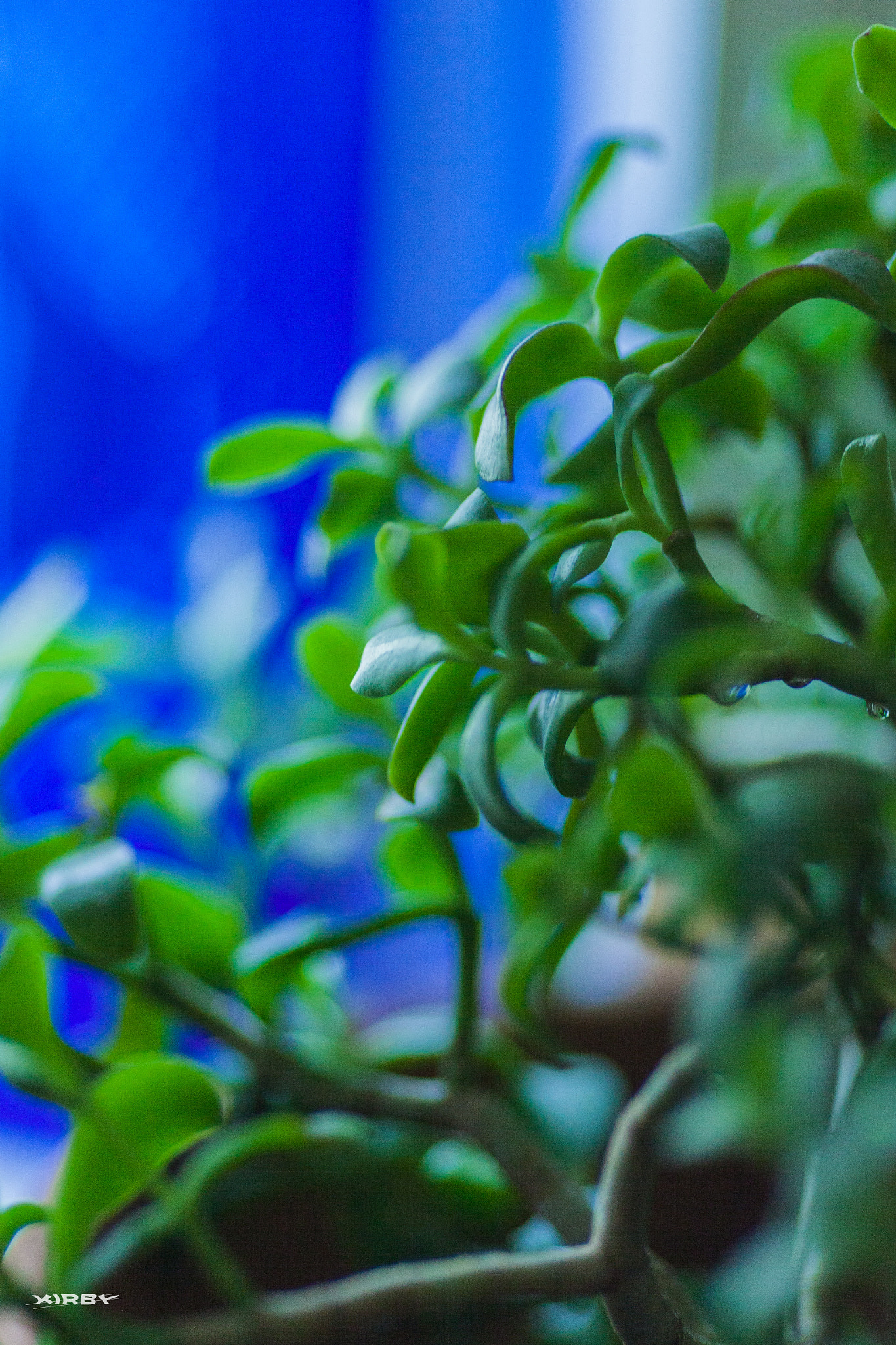 Canon EF 135mm F2L USM sample photo. Jade in blue photography