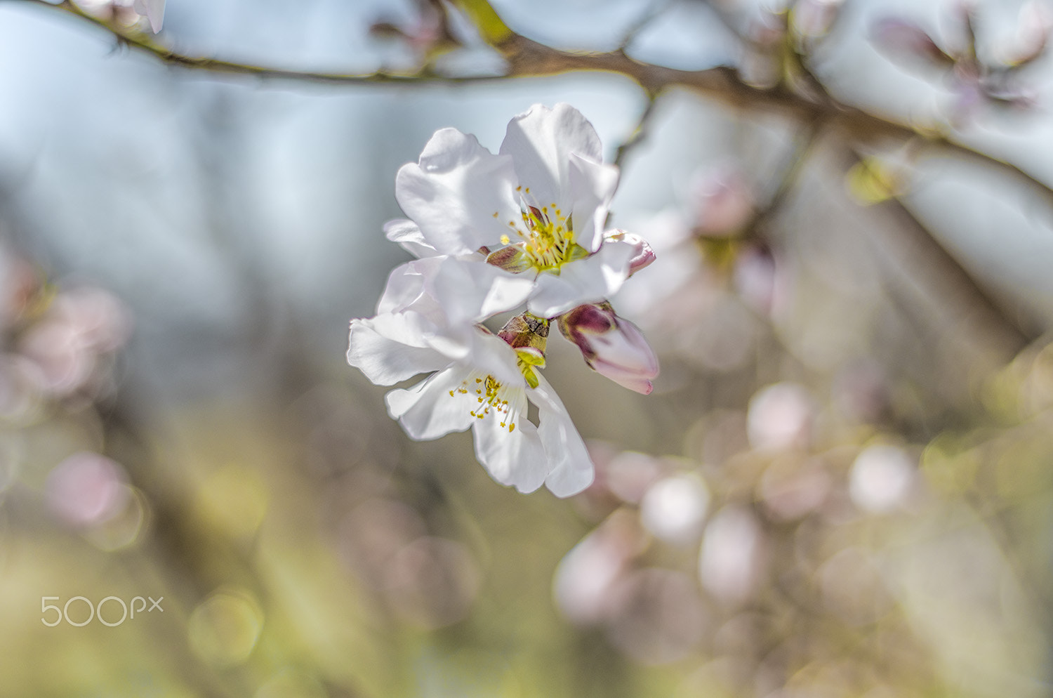 Nikon AF Nikkor 50mm F1.8D sample photo. Bloom photography