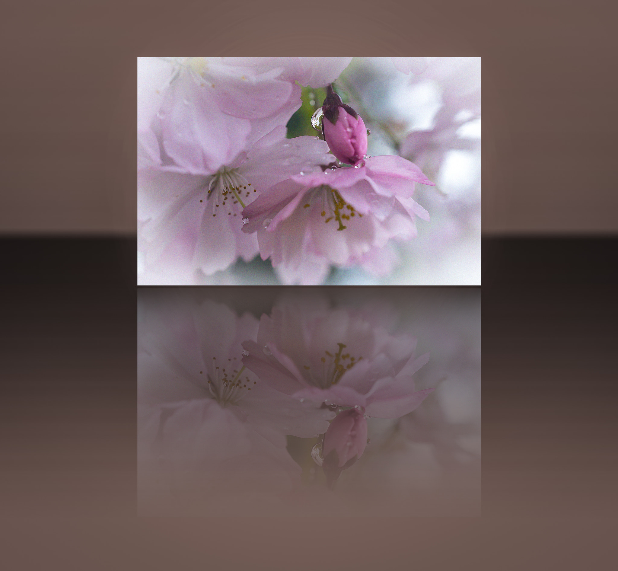 Nikon D4 + Nikon AF-S DX Micro Nikkor 40mm F2.8 sample photo. Cherry blossoms photography