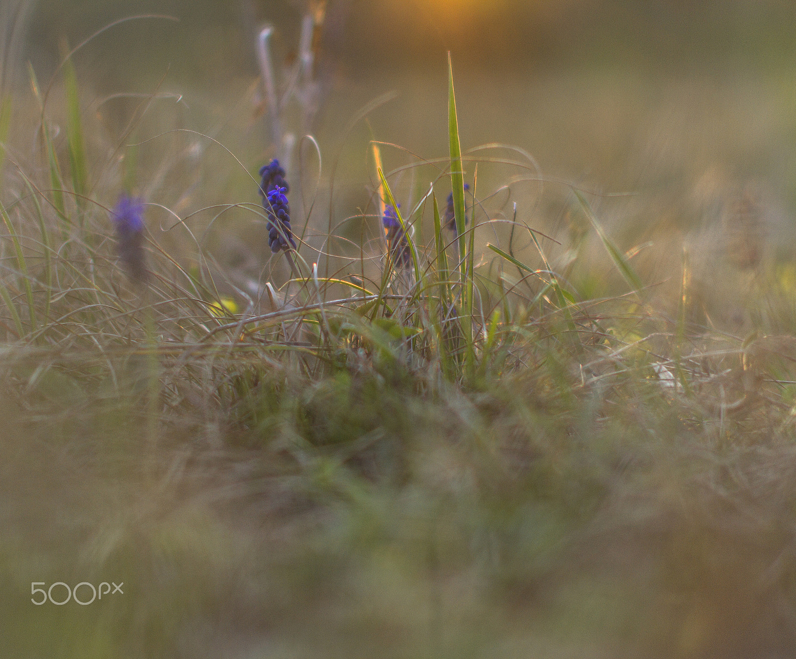 Sigma 50mm F1.4 EX DG HSM sample photo. Early spring photography