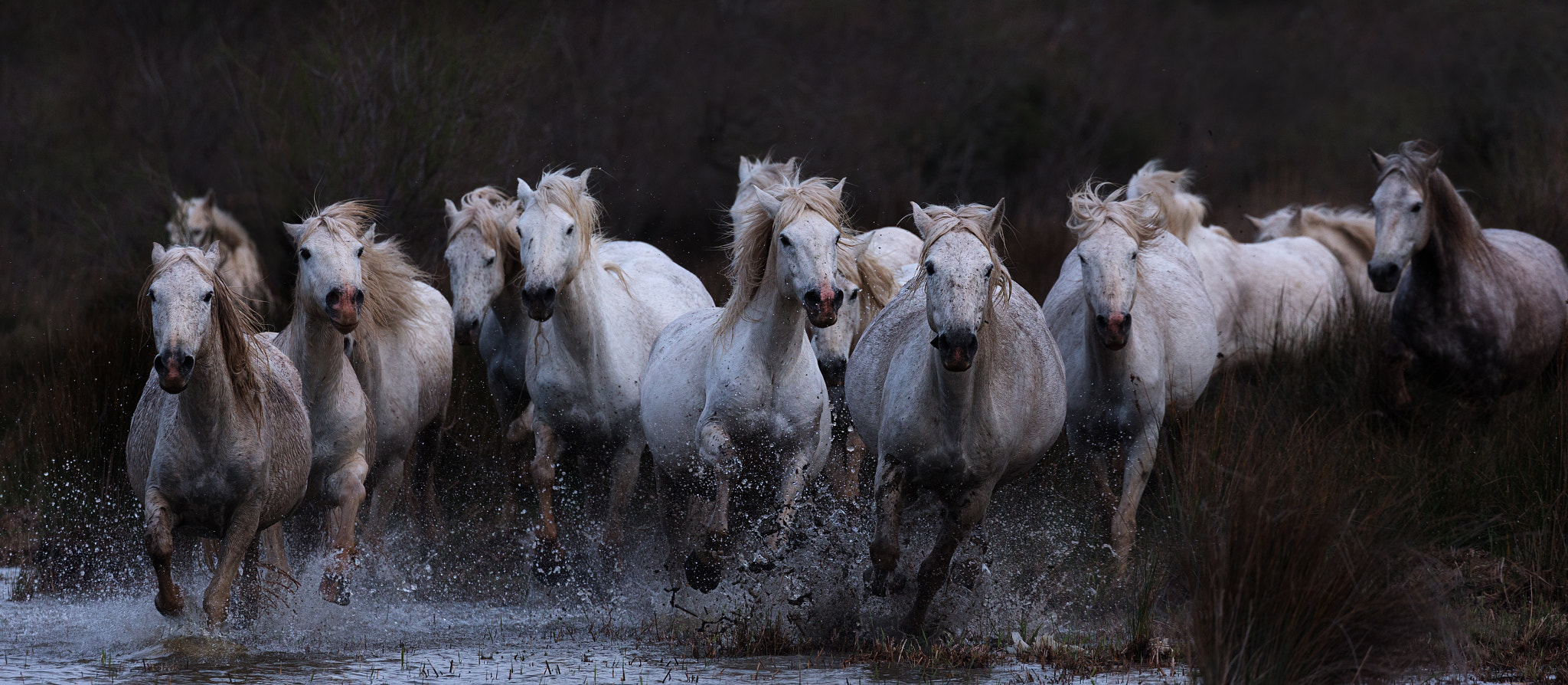 Canon EOS-1D X sample photo. The race is on .... photography