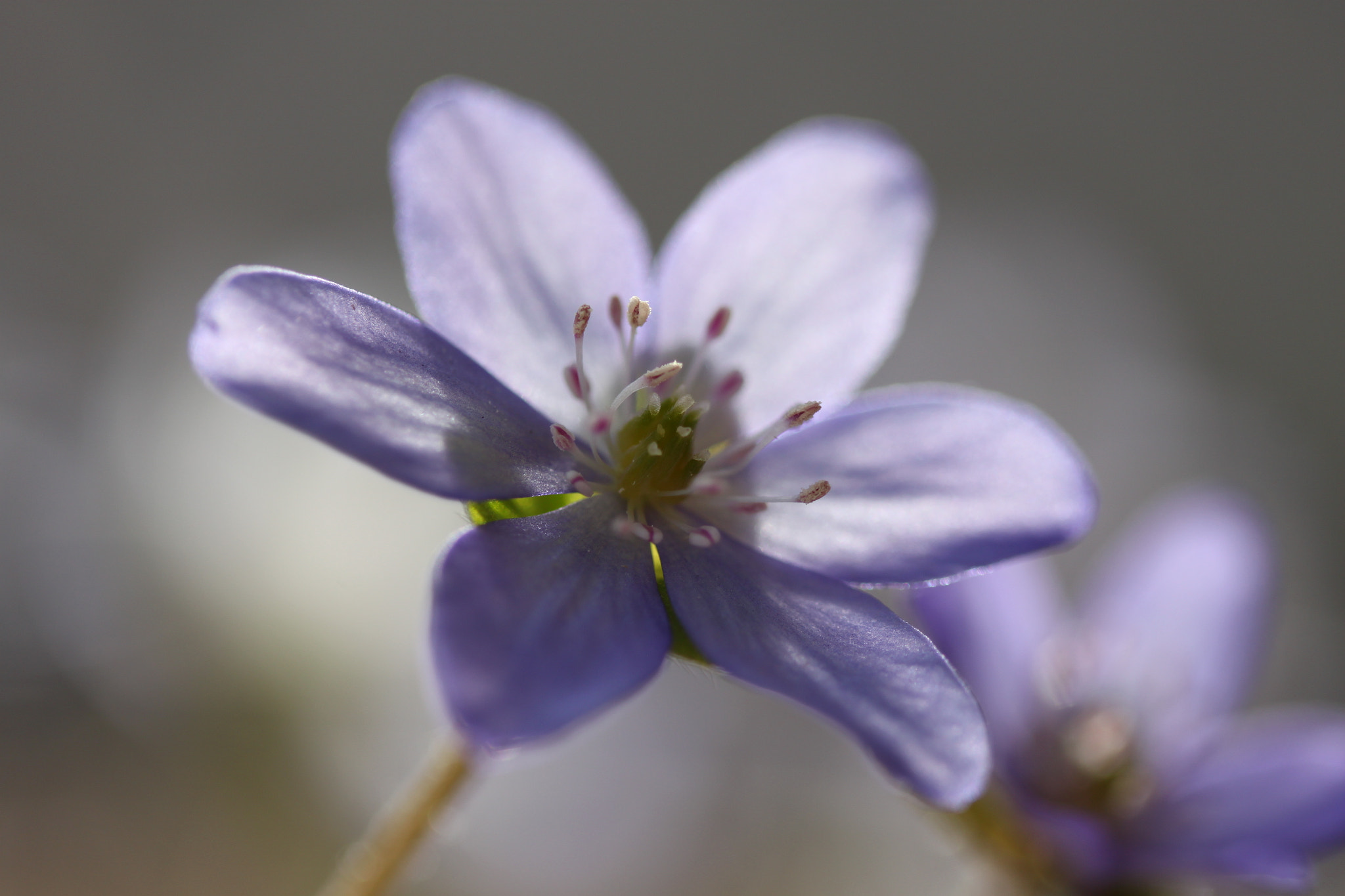 Canon EF-S 60mm F2.8 Macro USM sample photo. Leberblümchen photography
