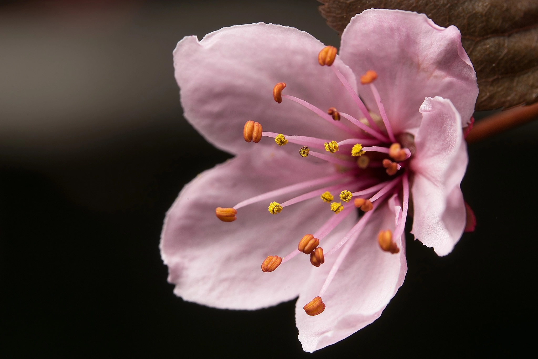 Sony a7 II + Sony FE 90mm F2.8 Macro G OSS sample photo. Exlposion photography