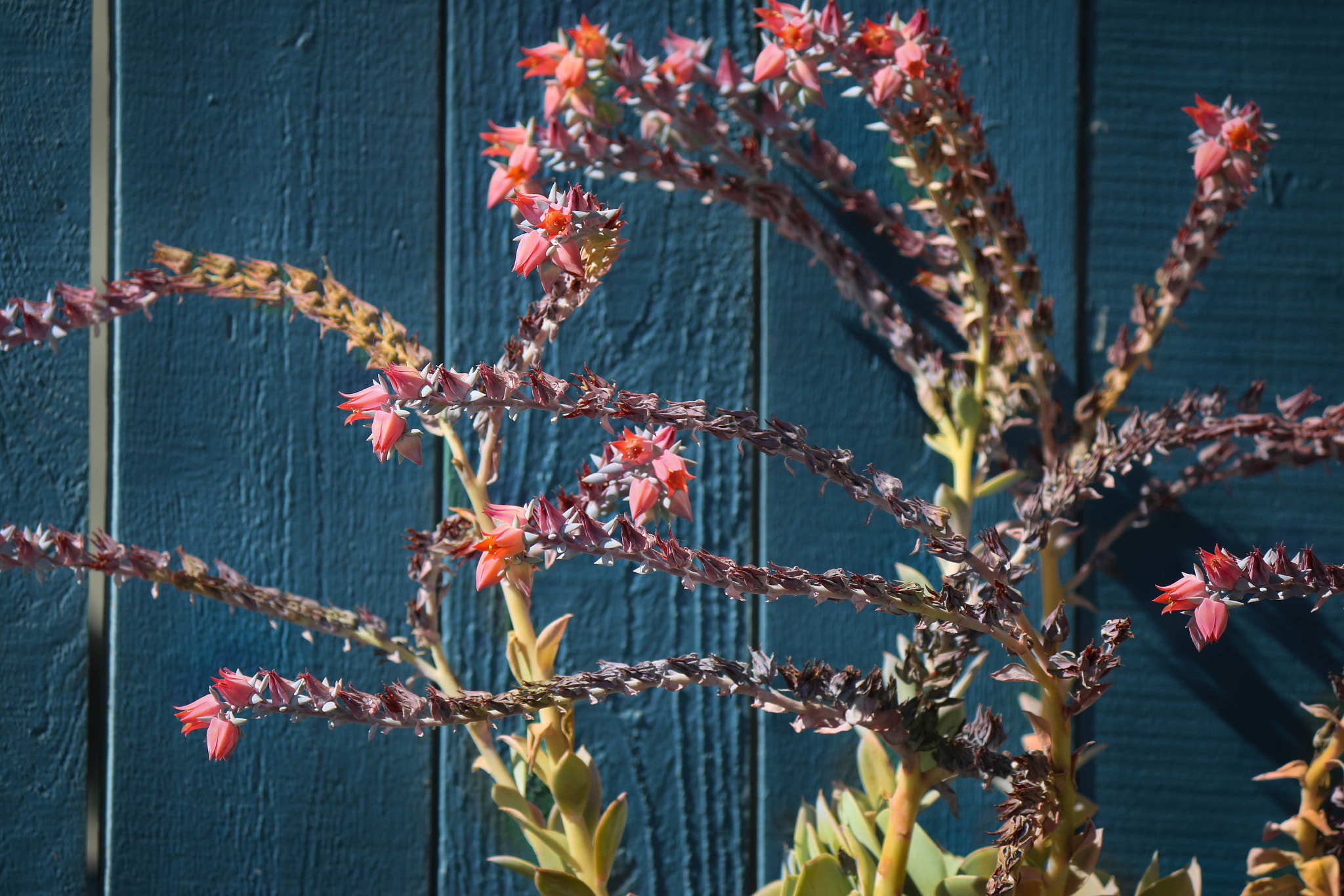 Canon EF-S 55-250mm F4-5.6 IS II sample photo. The thorny side of spring photography