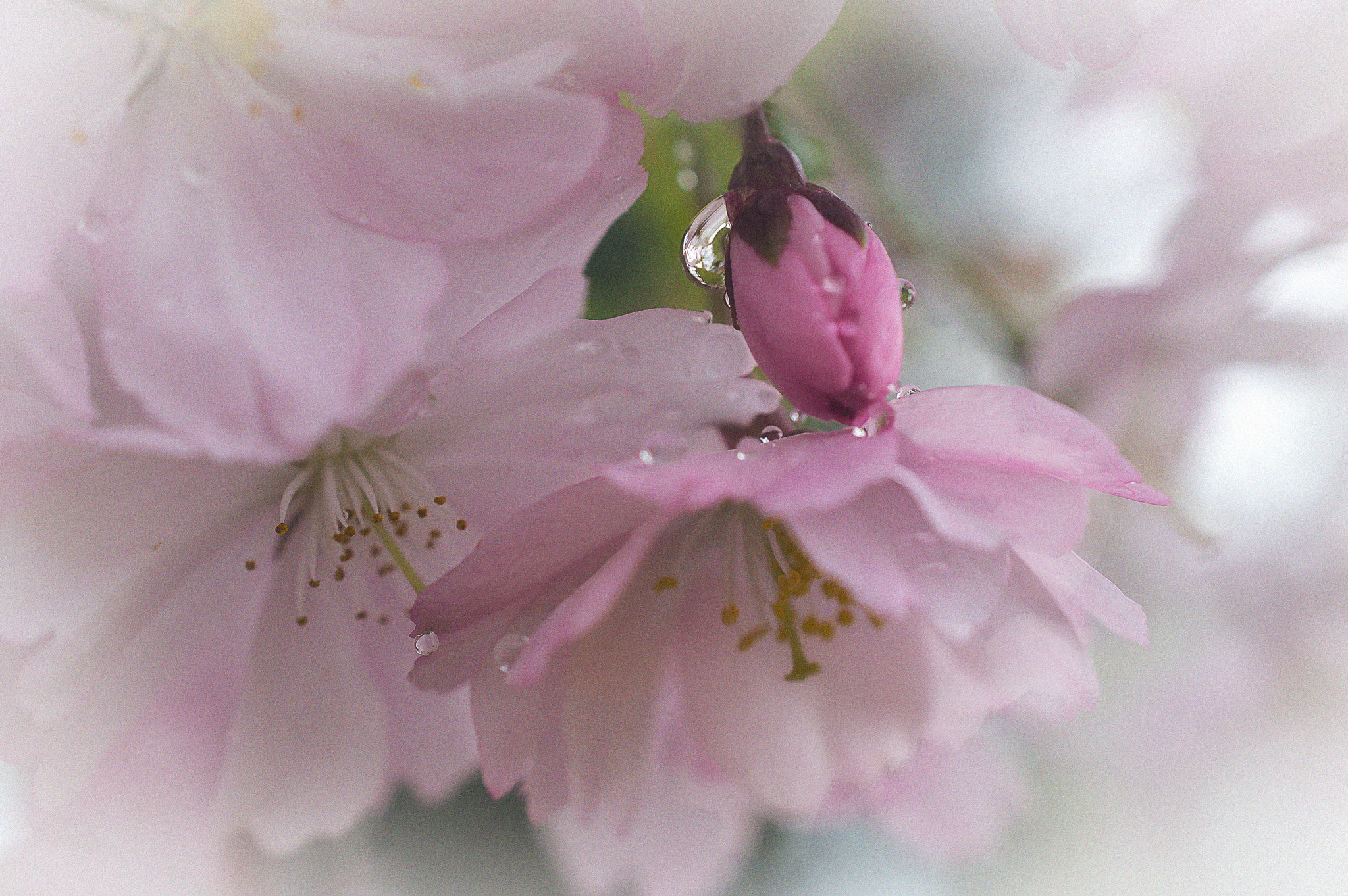 Nikon AF-S DX Micro Nikkor 40mm F2.8 sample photo. Cherry blossoms 2 photography