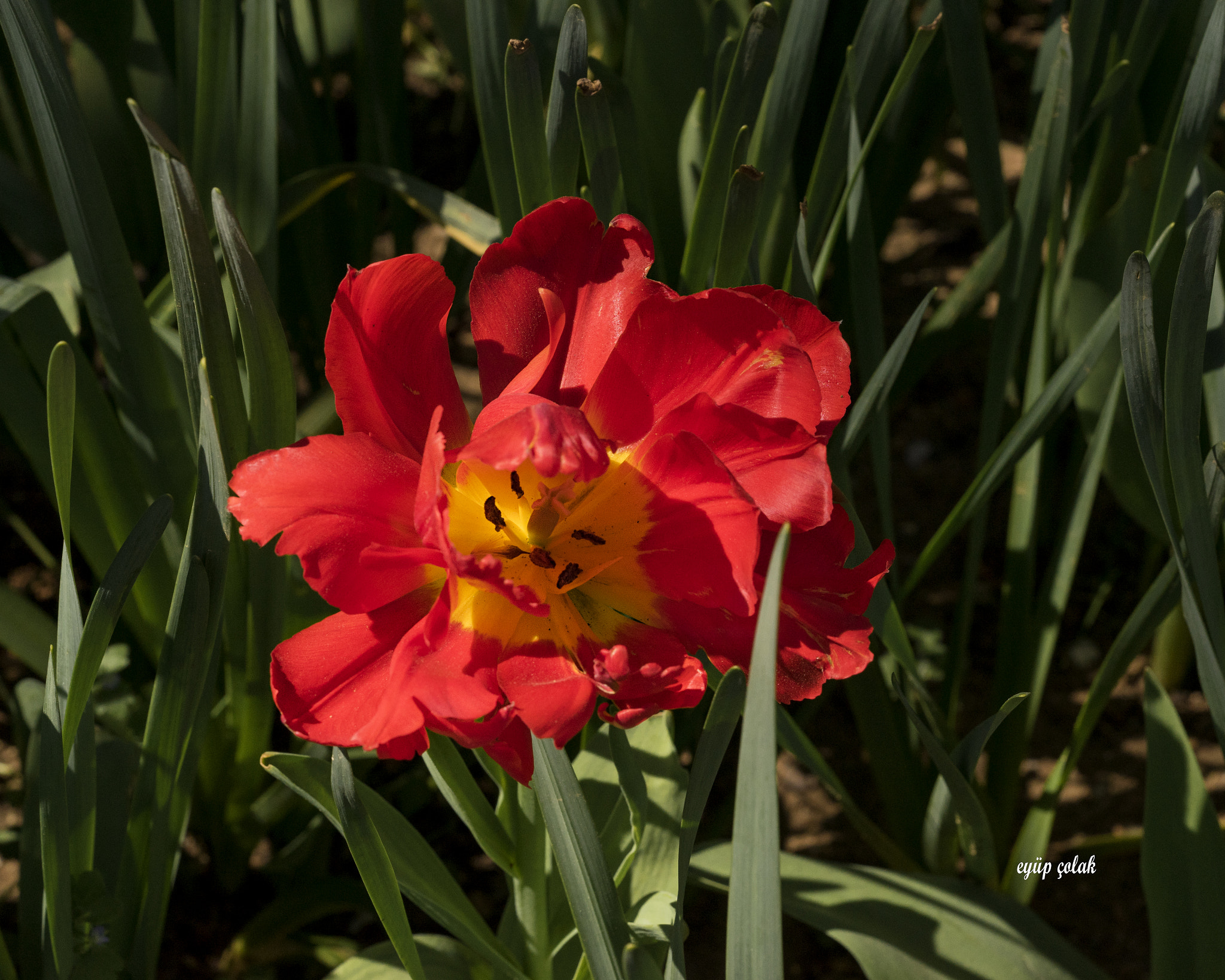 Sony a7 II + Sony FE 90mm F2.8 Macro G OSS sample photo. Dsc photography