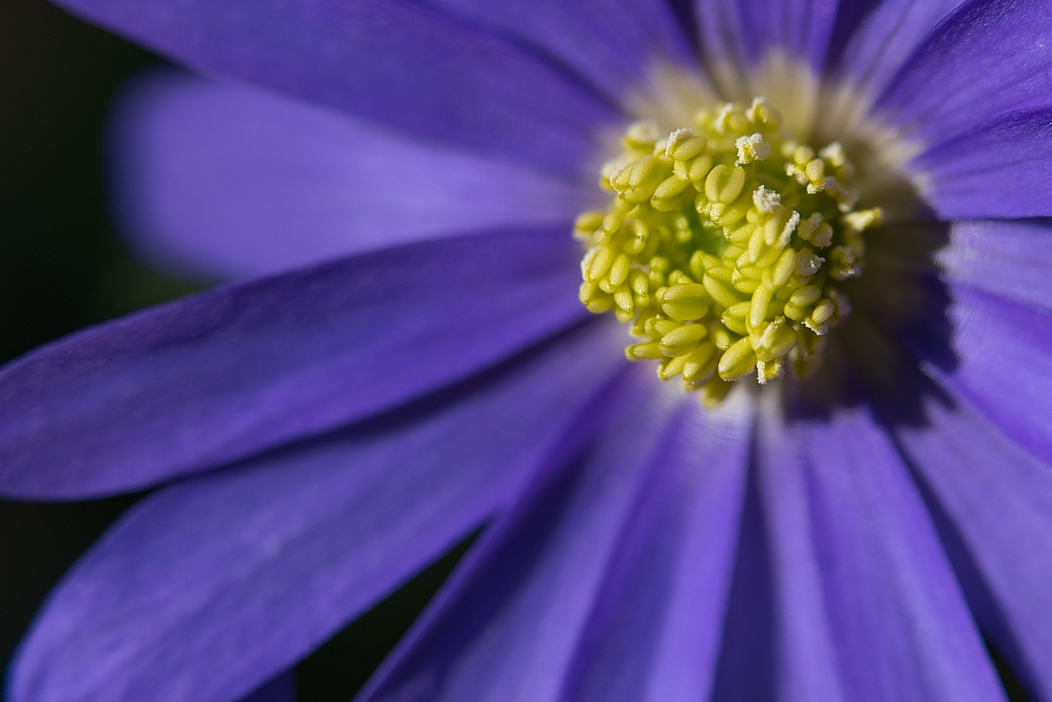 Sony a7 II + Sony FE 90mm F2.8 Macro G OSS sample photo. Dem licht entgegen photography