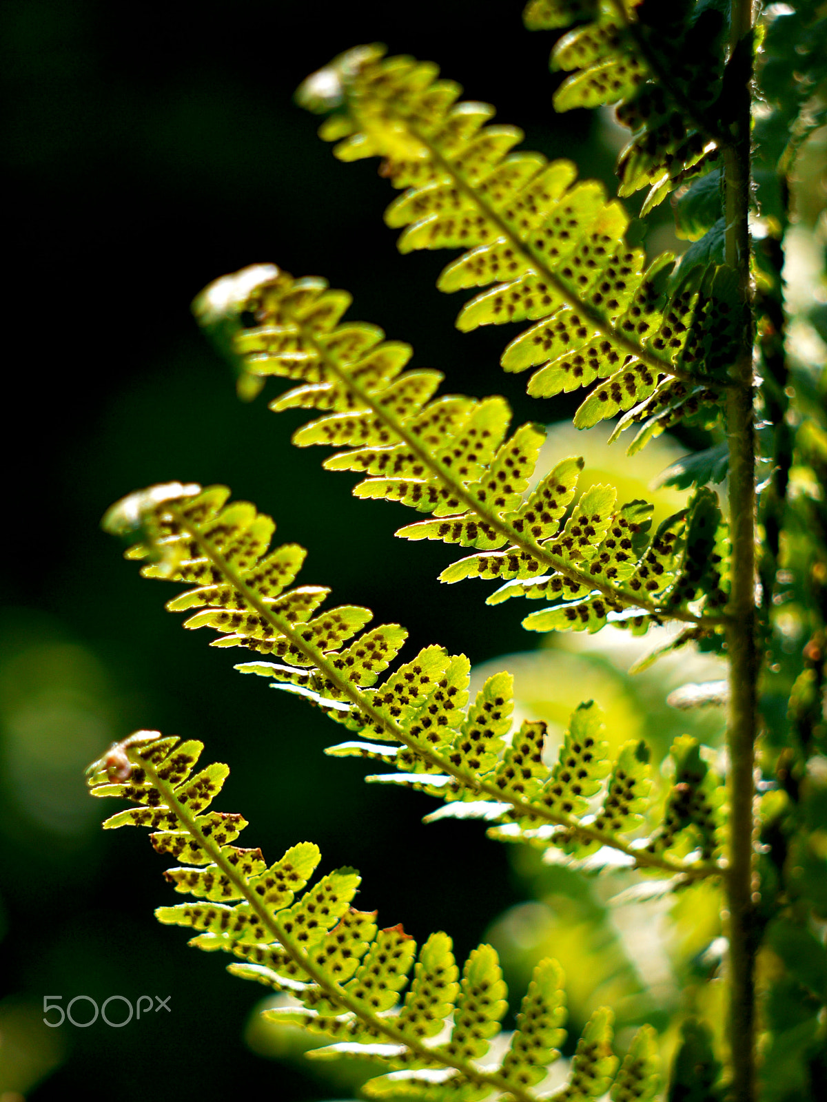 Panasonic Lumix DMC-G1 + Panasonic Lumix G Vario 45-200mm F4-5.6 OIS sample photo. Ferns photography