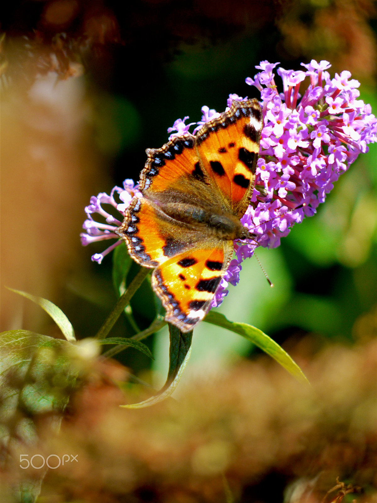 Panasonic Lumix DMC-G1 sample photo. Butterfly photography